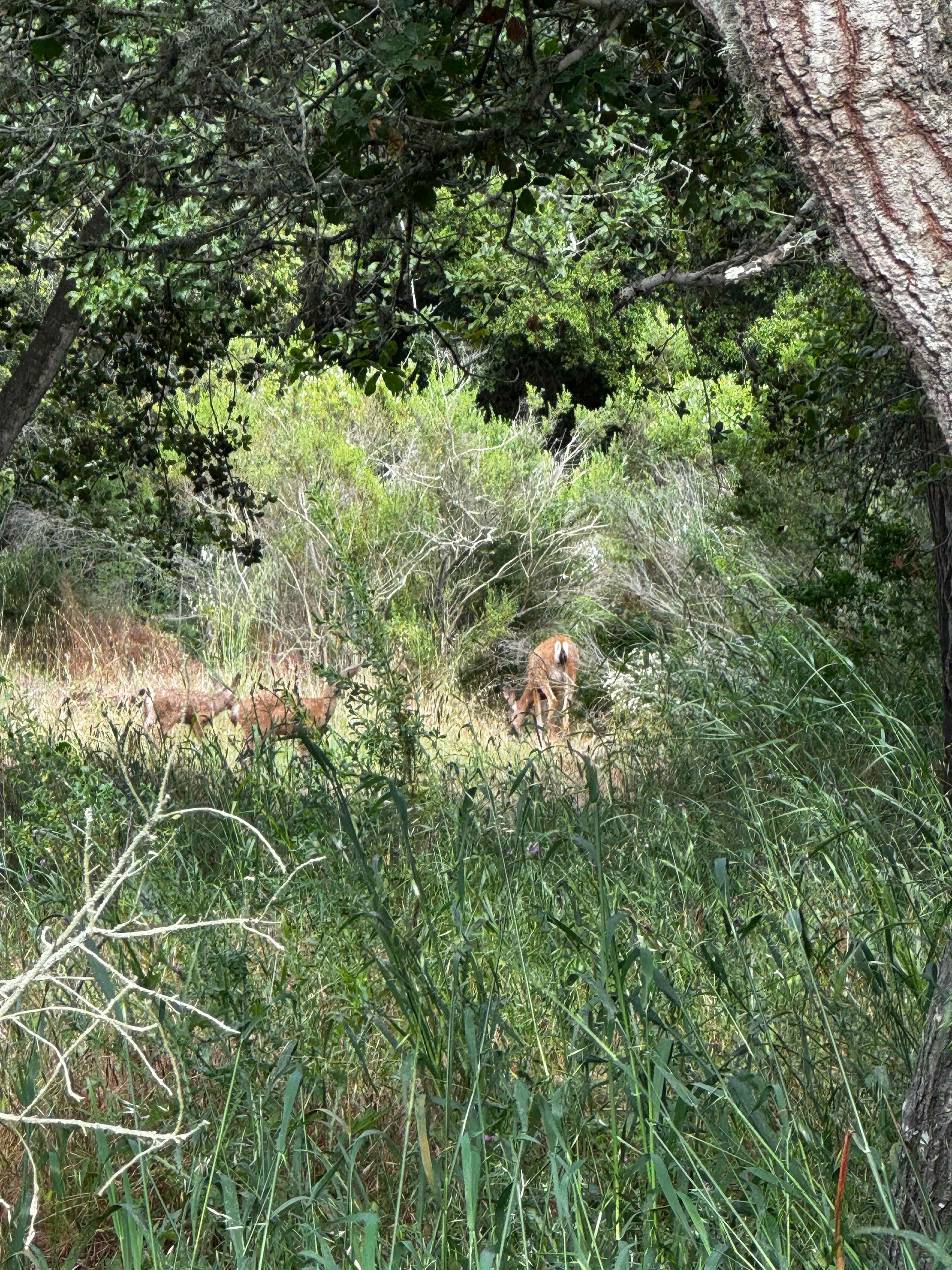 Rancho San Marino