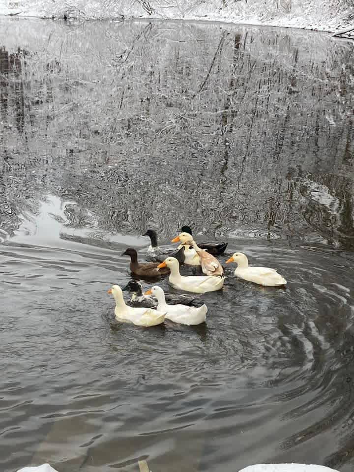 Lucky Duck Farm