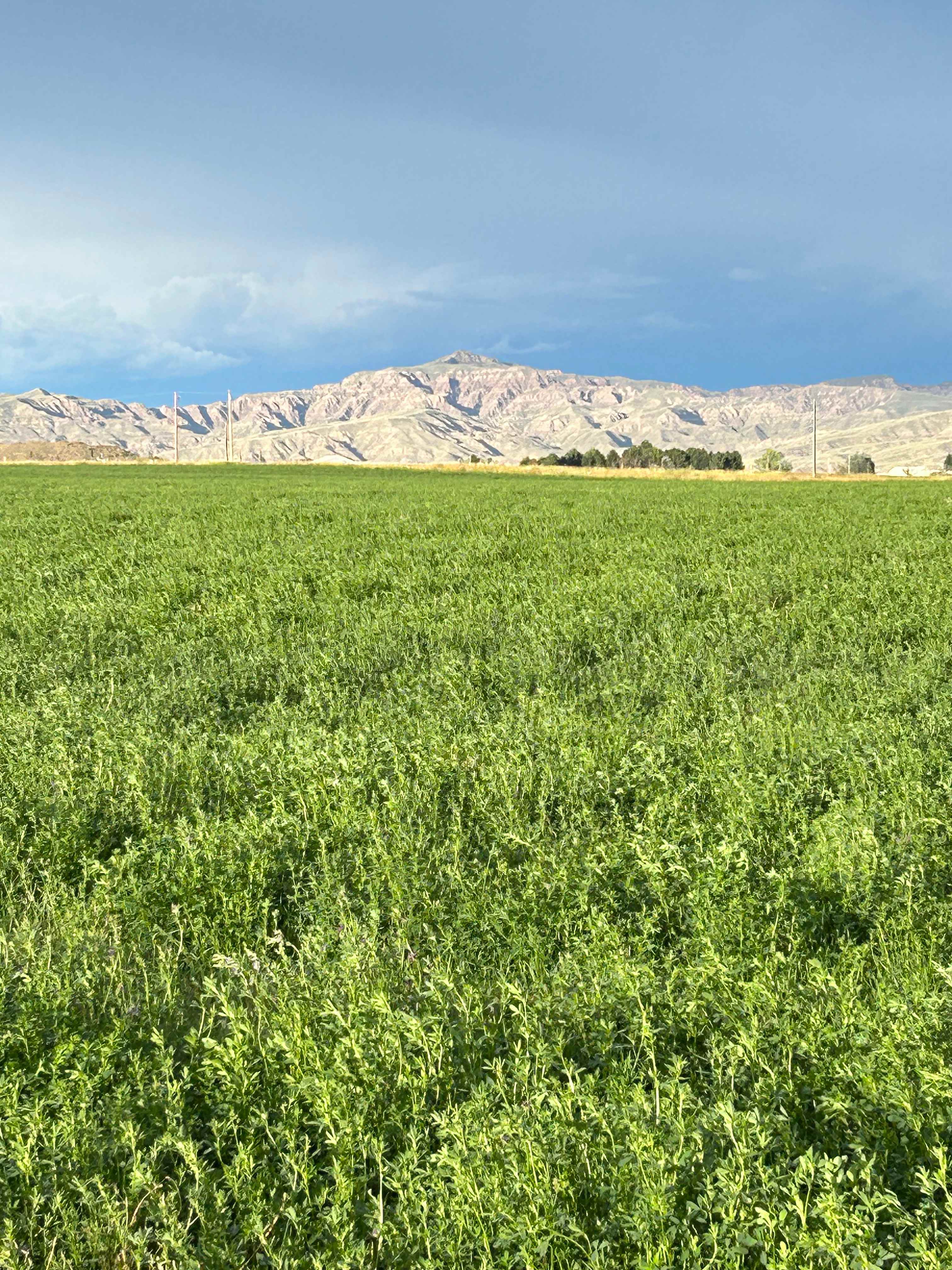 Sweetiebird Farms In Cody WY