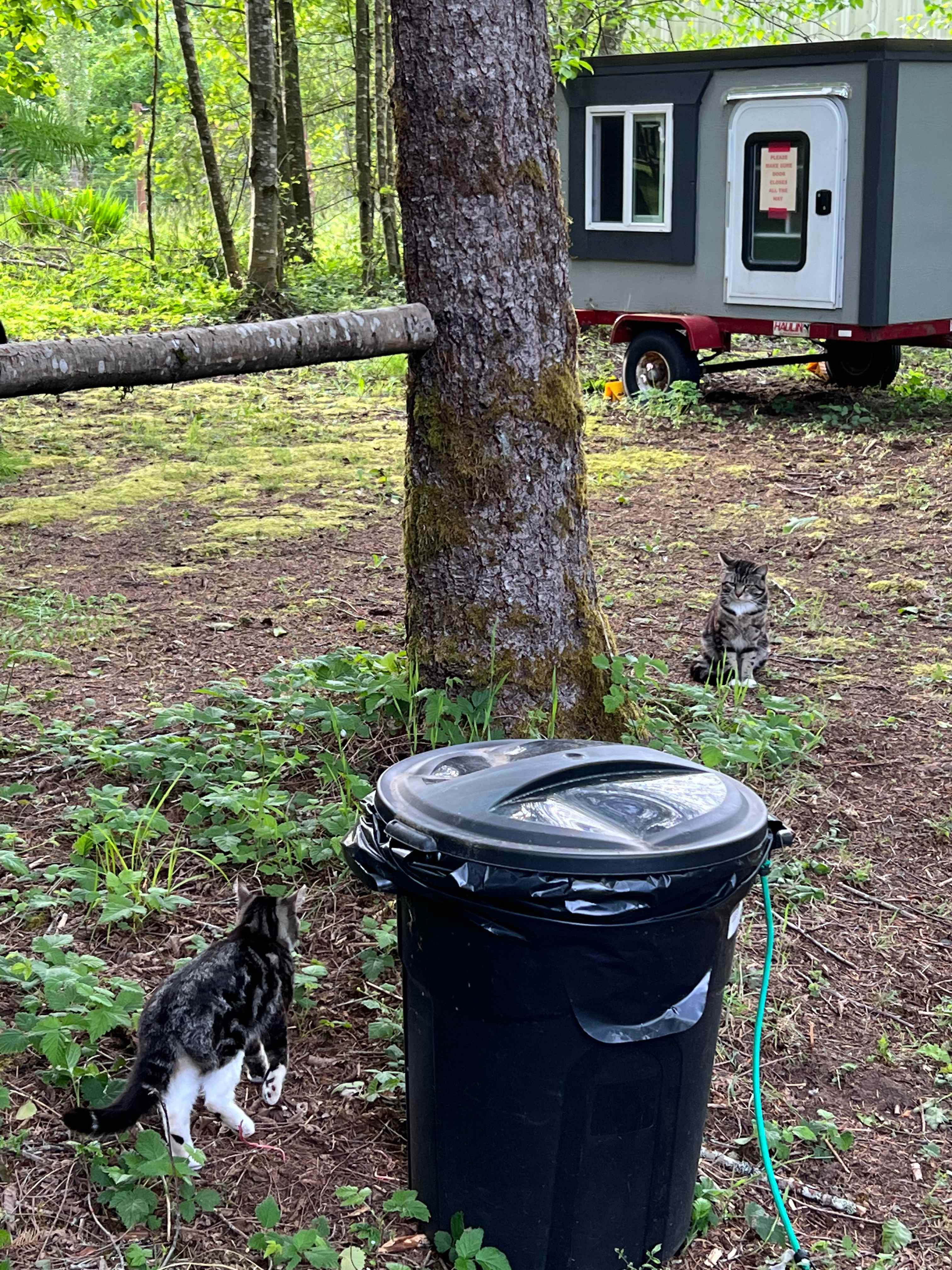 Cute and friendly kitties
