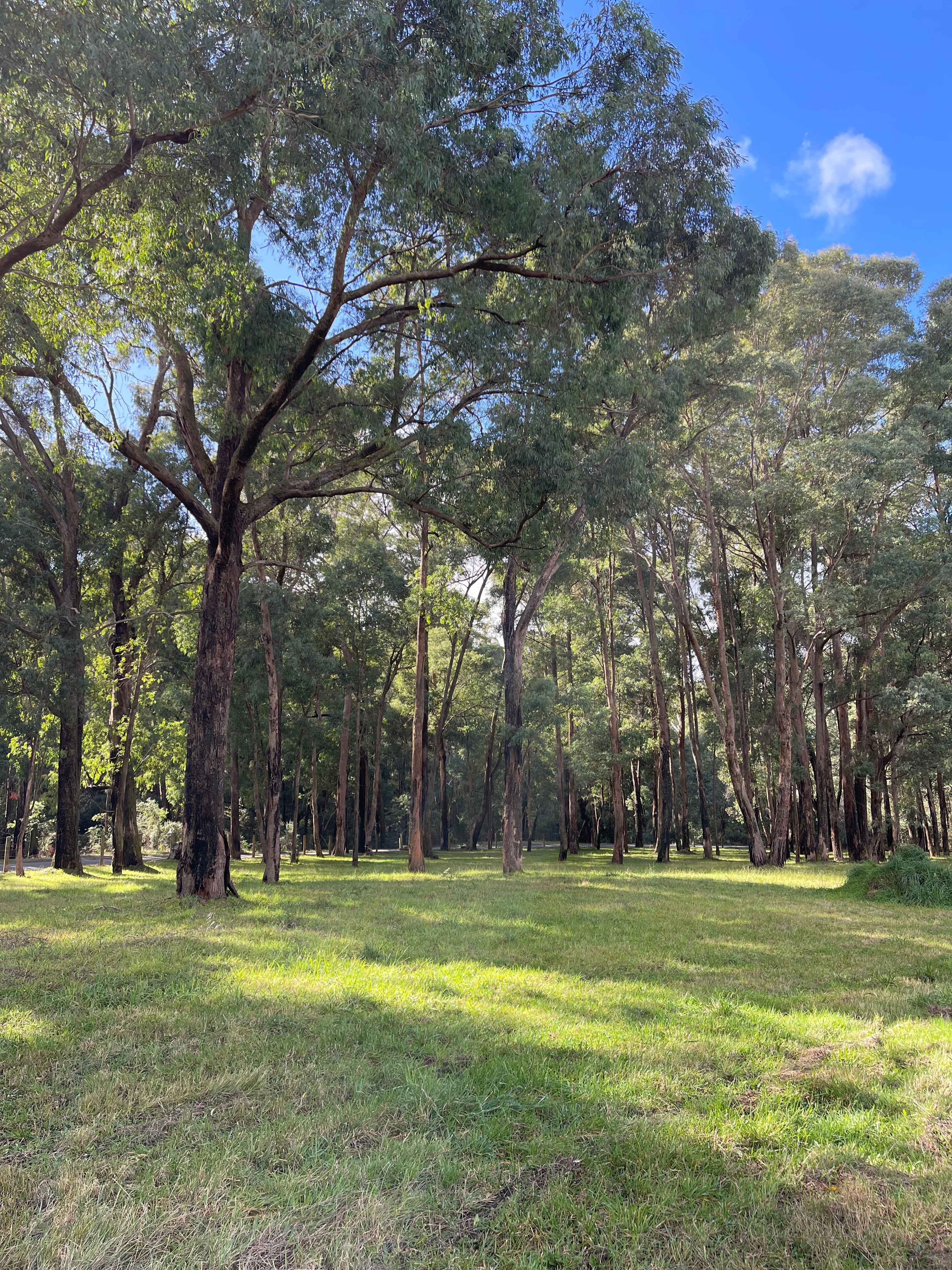 Galea Ranch