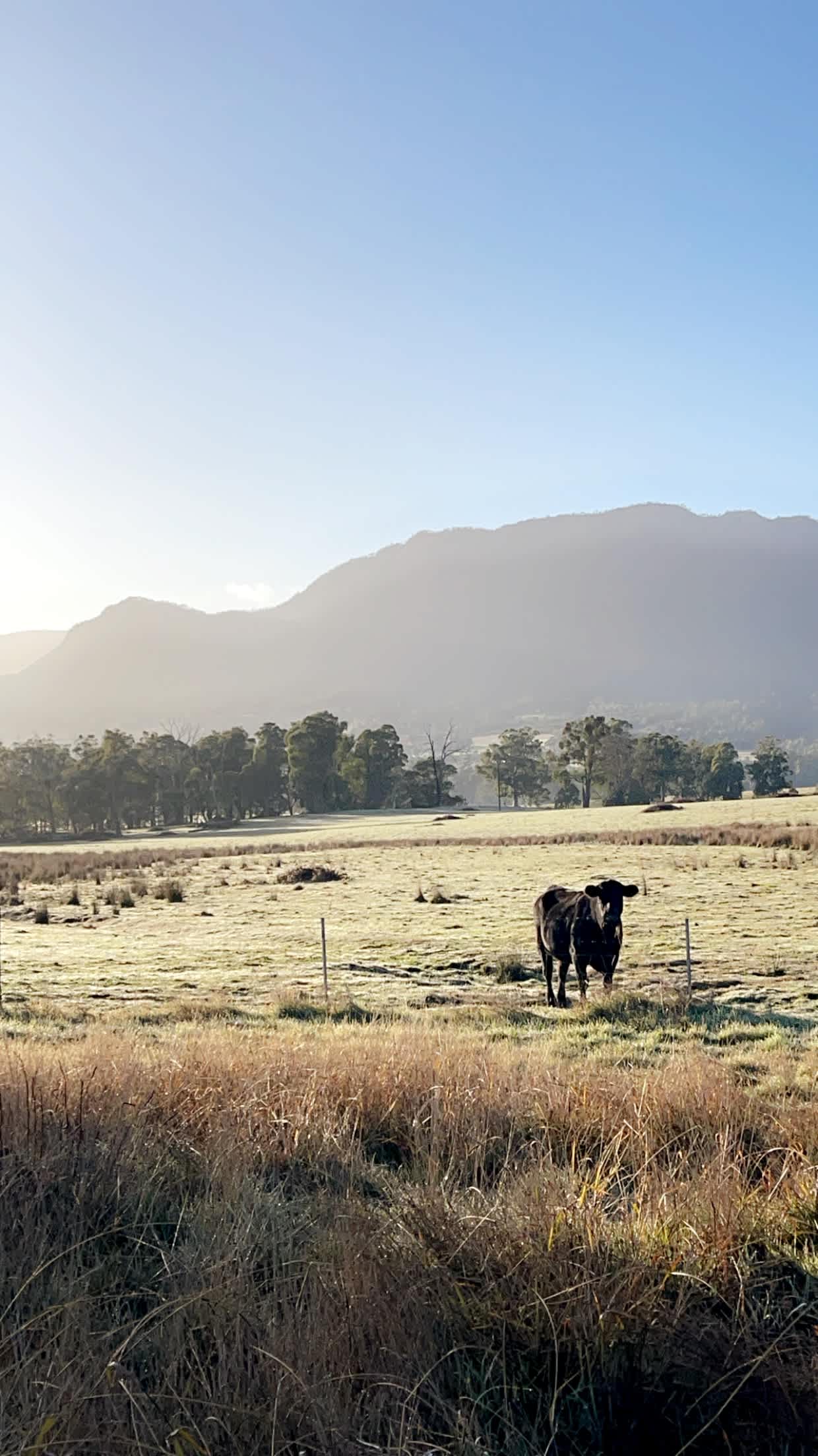Galea Ranch