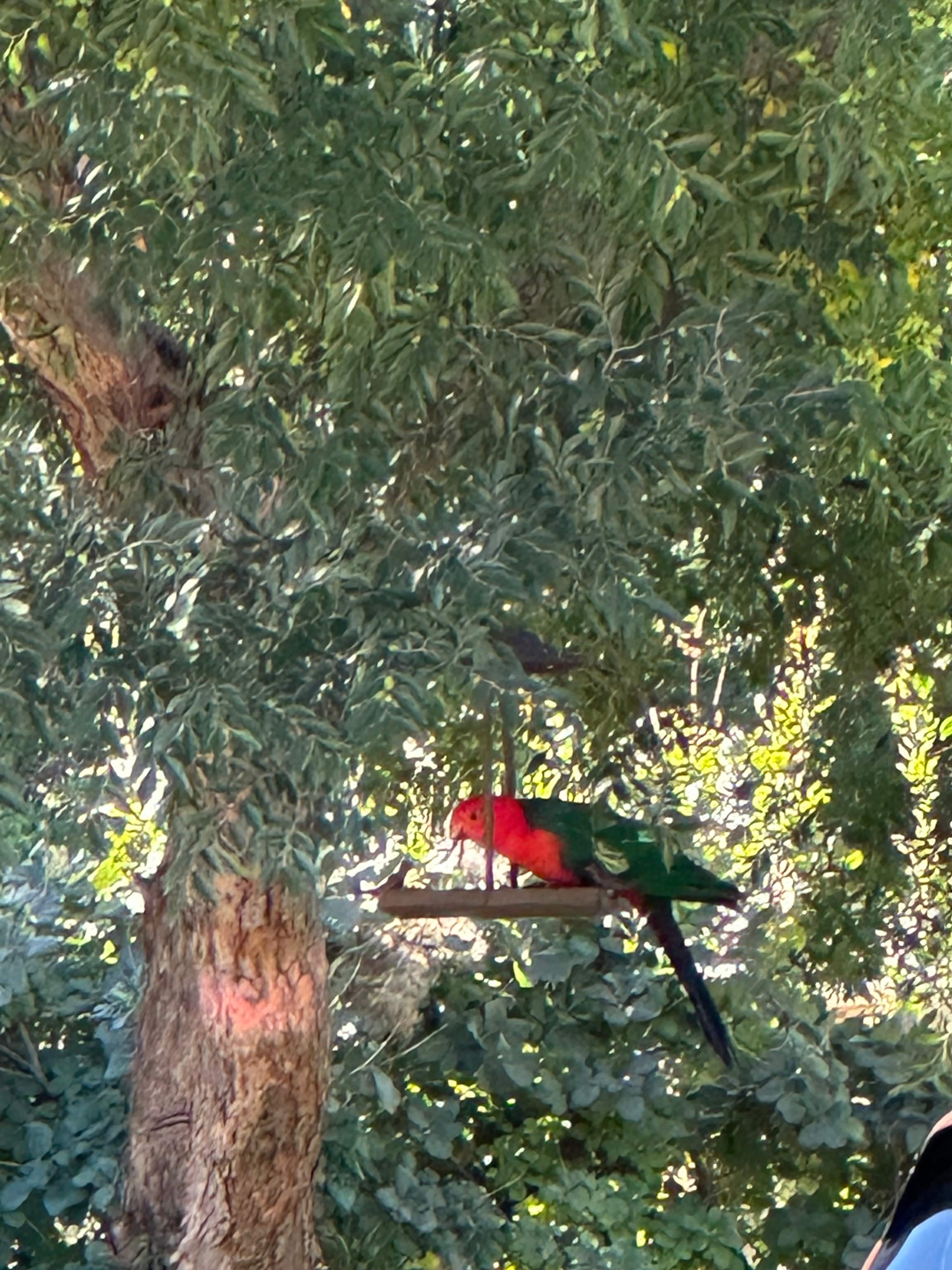 Natures Calling