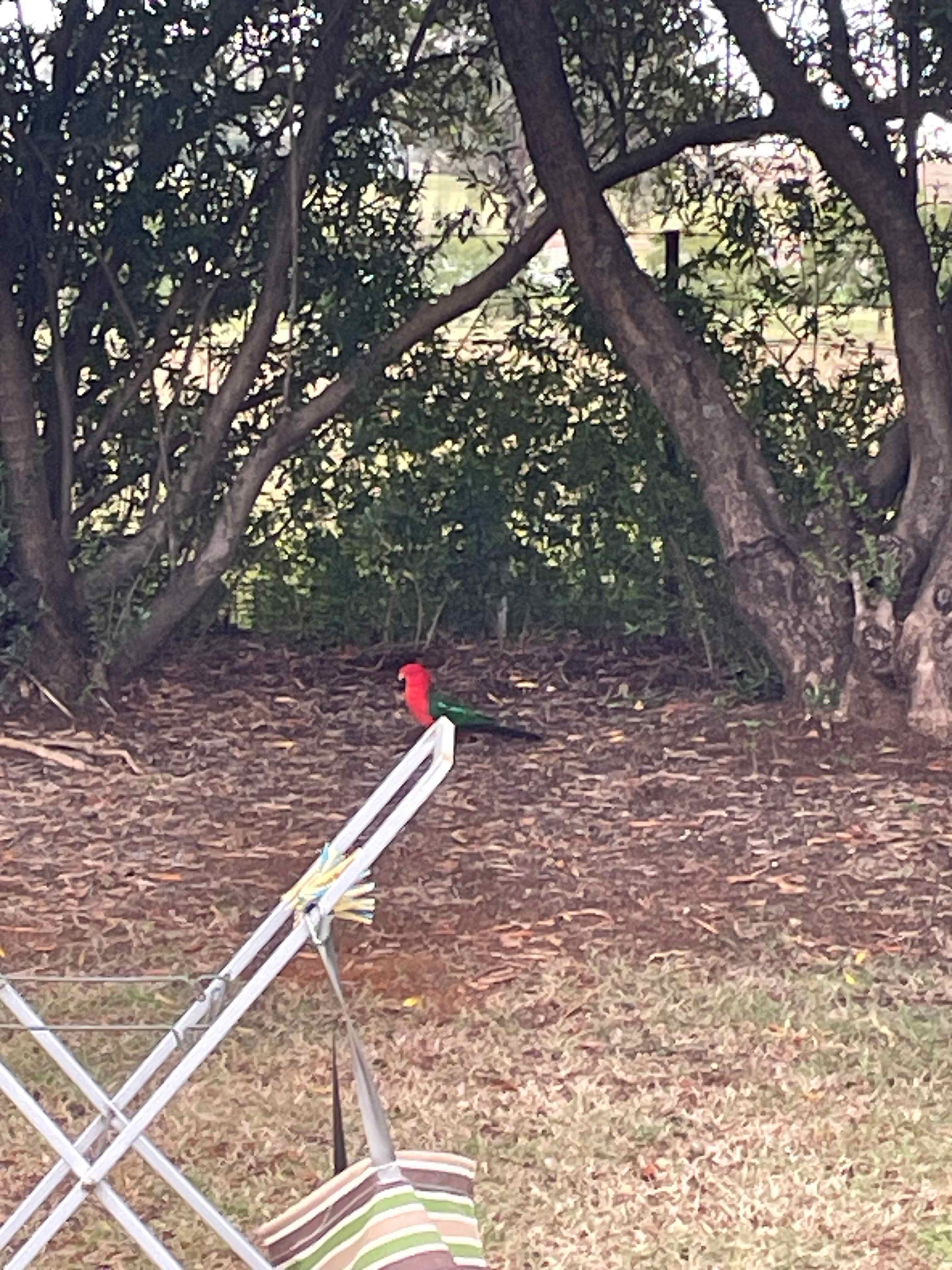 Natures Calling