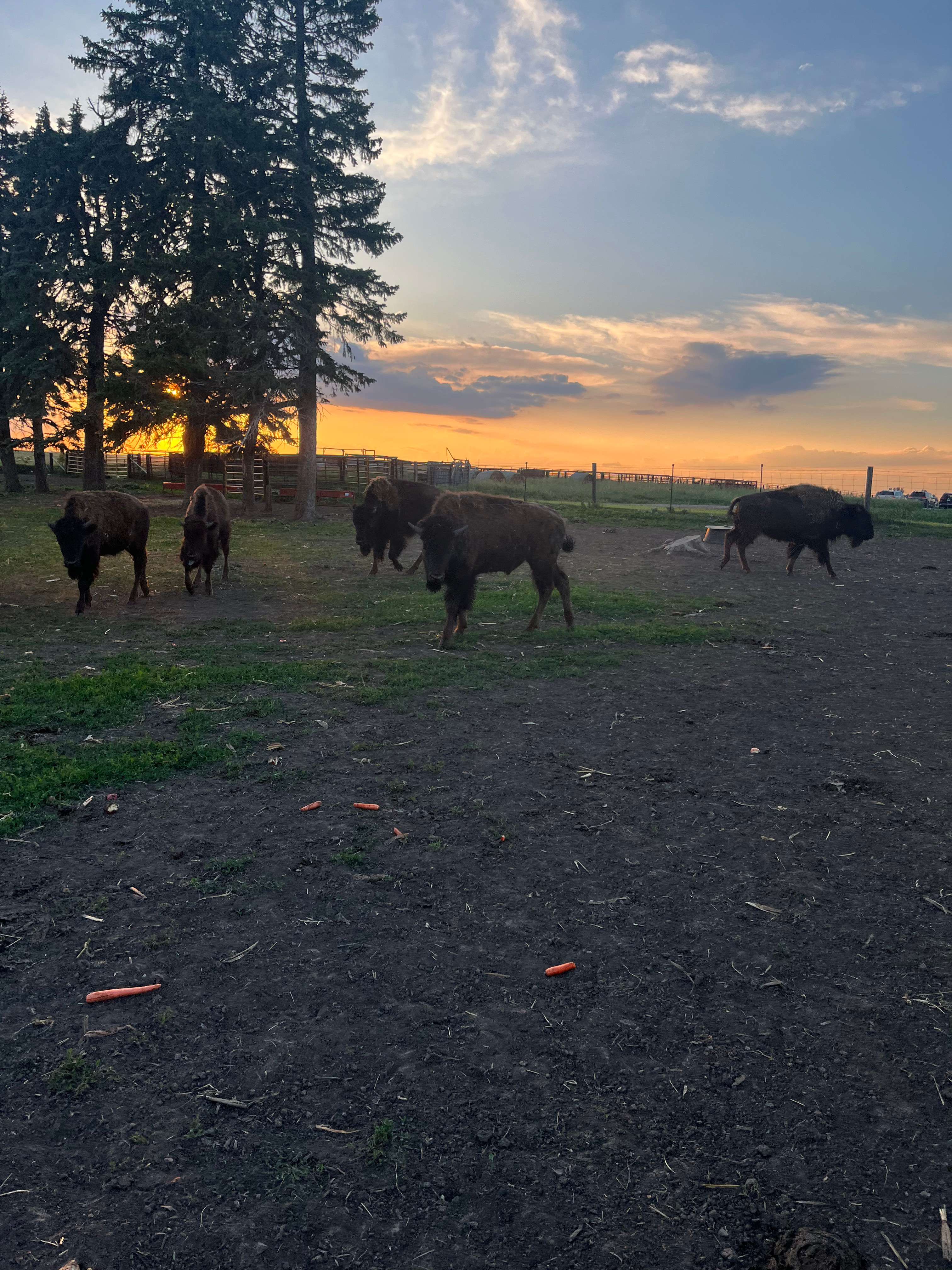 Sunset Hills Bison Ranch & Lodging