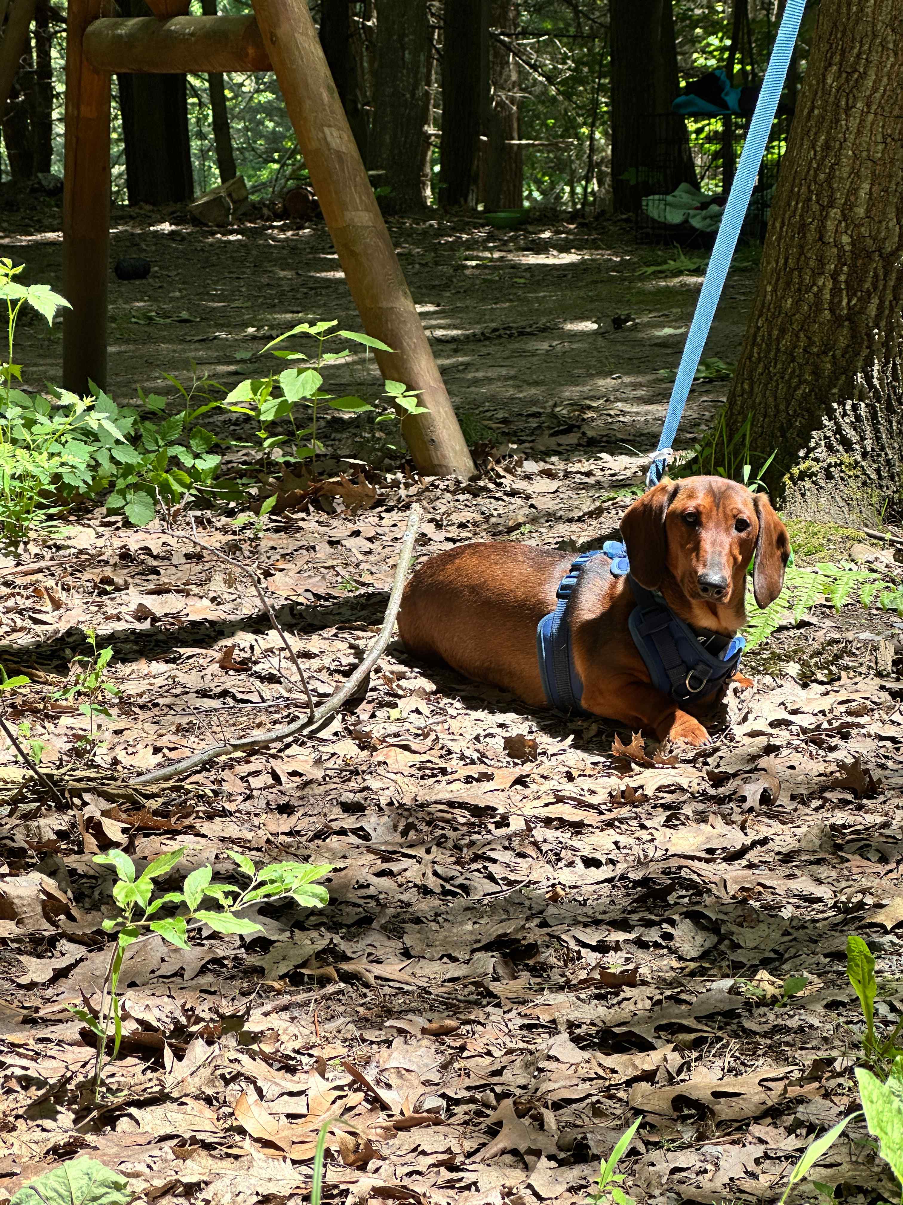 Chestnut Grove
