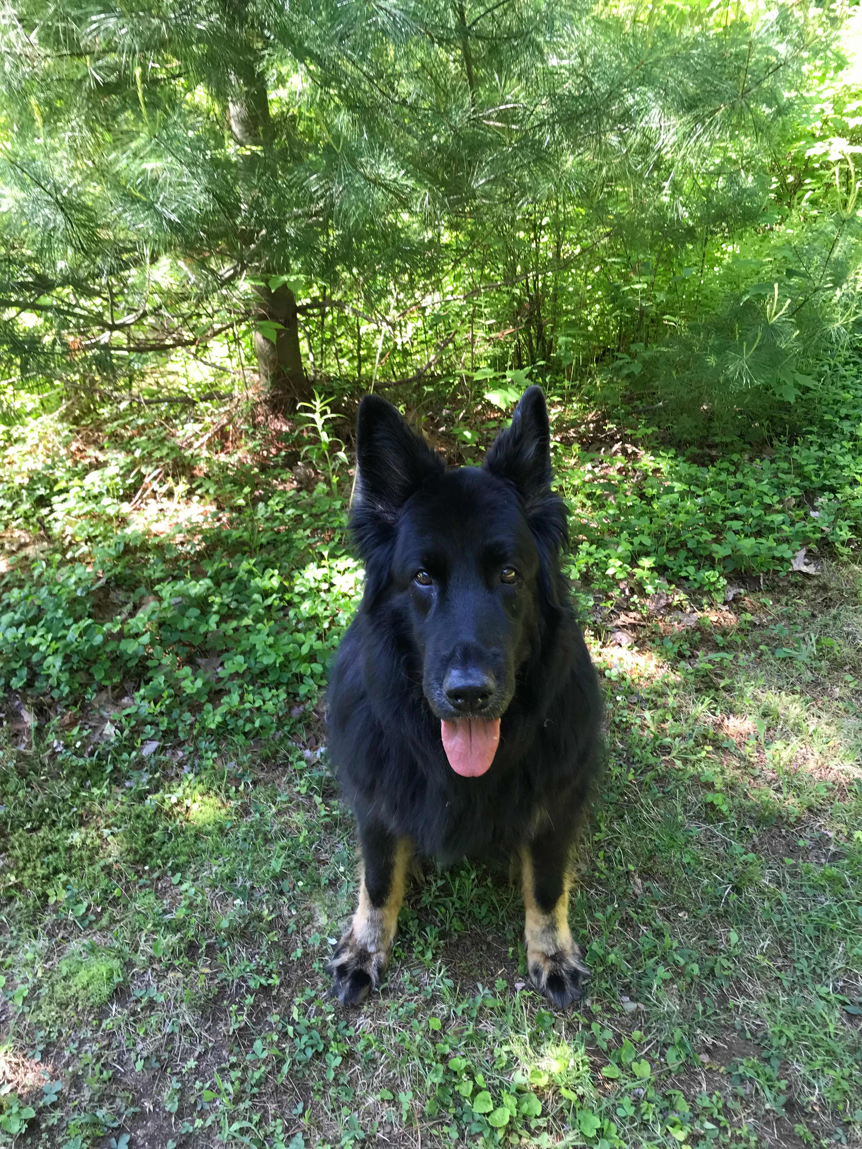 Enjoy an optional visit with the German Shepard Cassie!