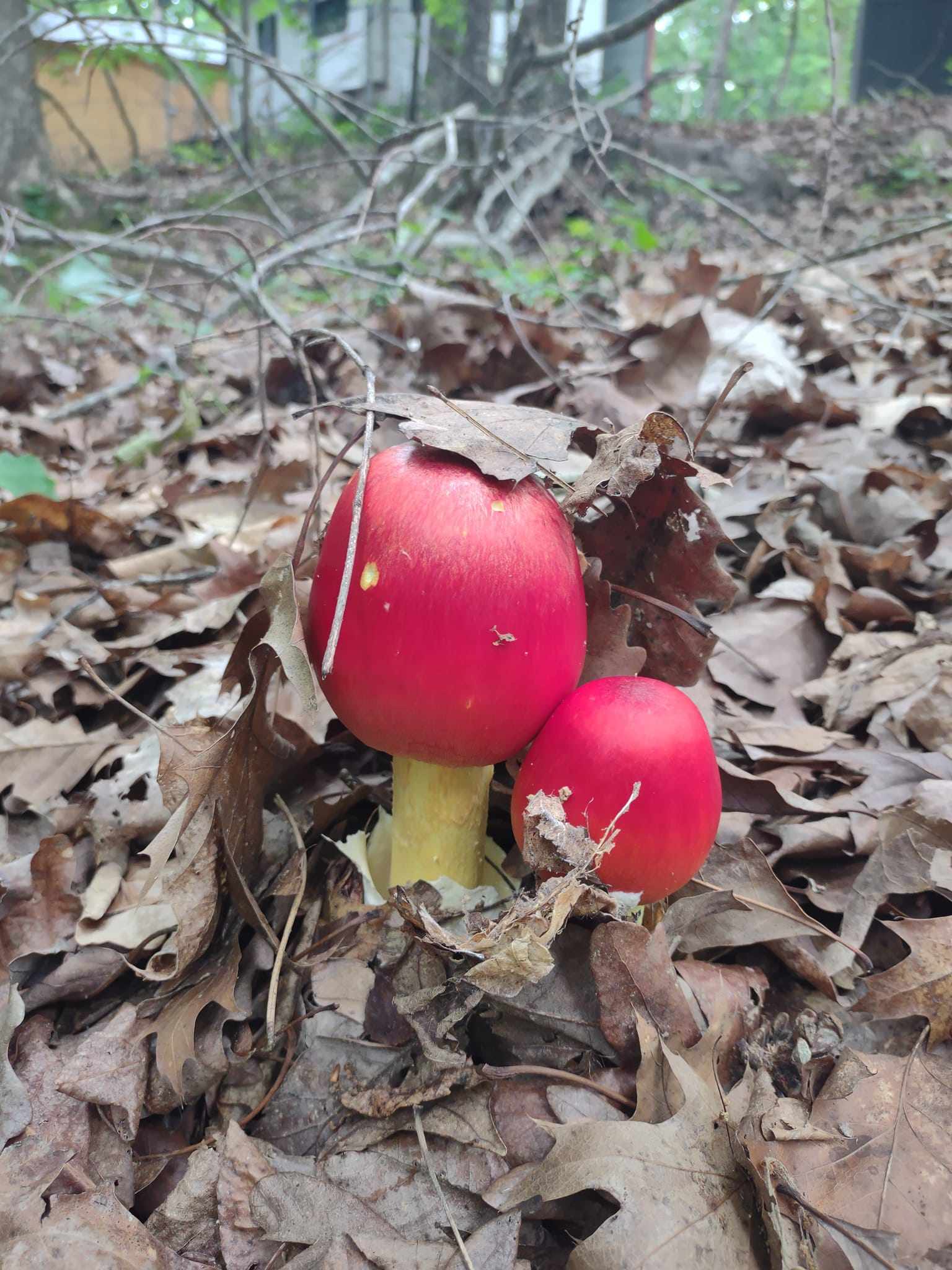 Wild mycology! 