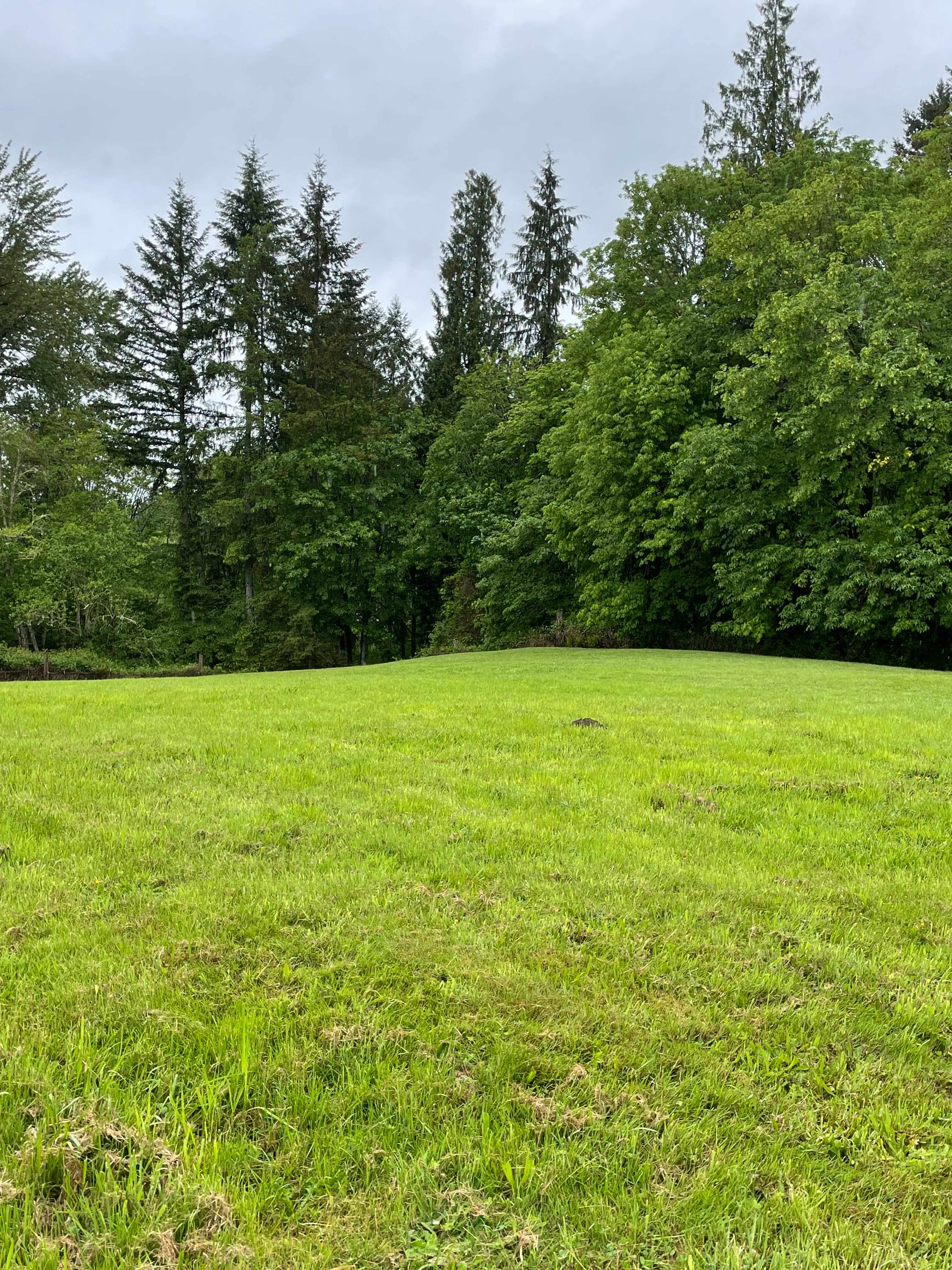 Honeysuckle Hollow