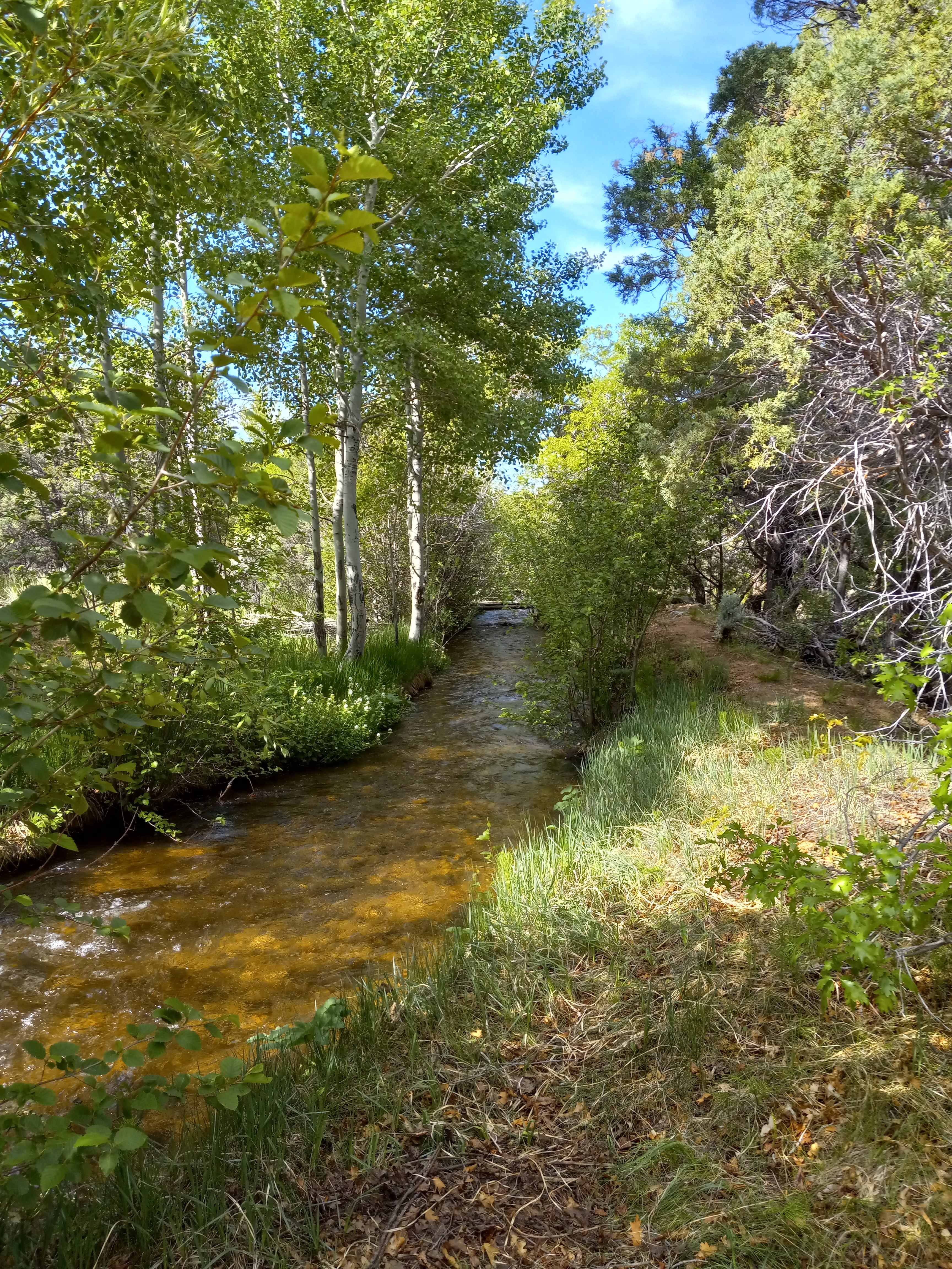 Snow-melt icy cold mountain river, for the cold plunge. Steps from your campsite.