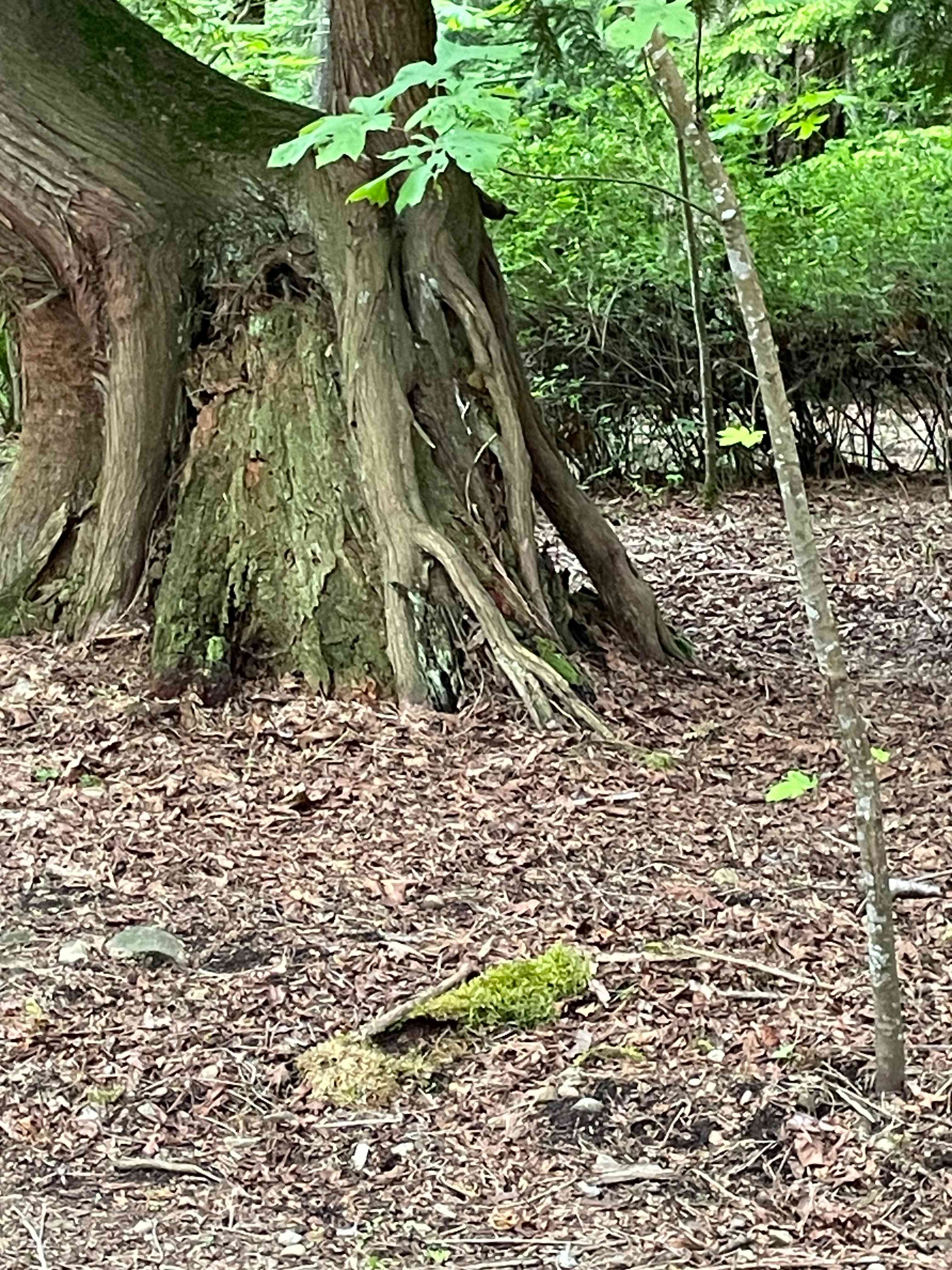 Honeysuckle Hollow