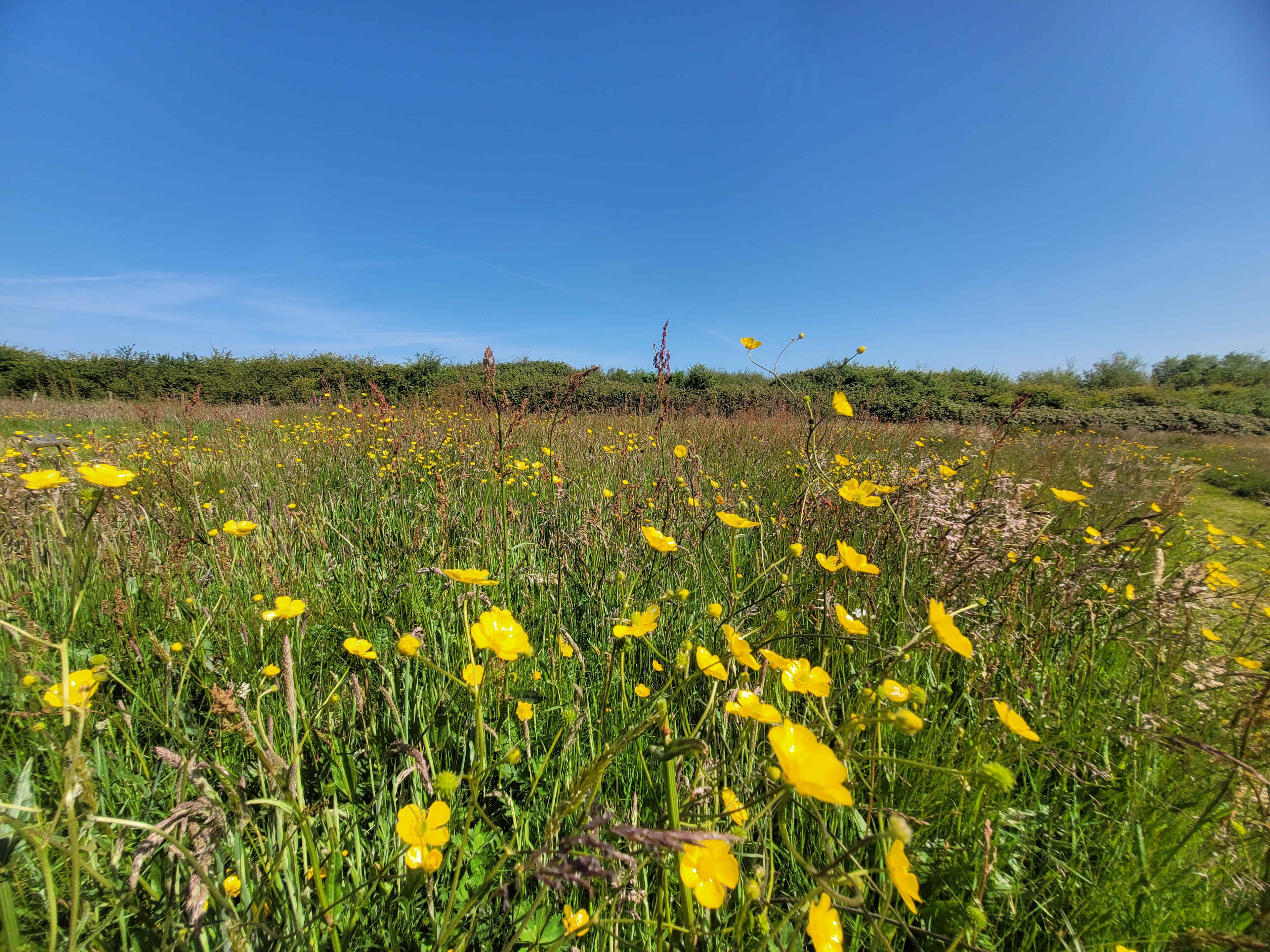 Felin Uchaf Meadow Camping