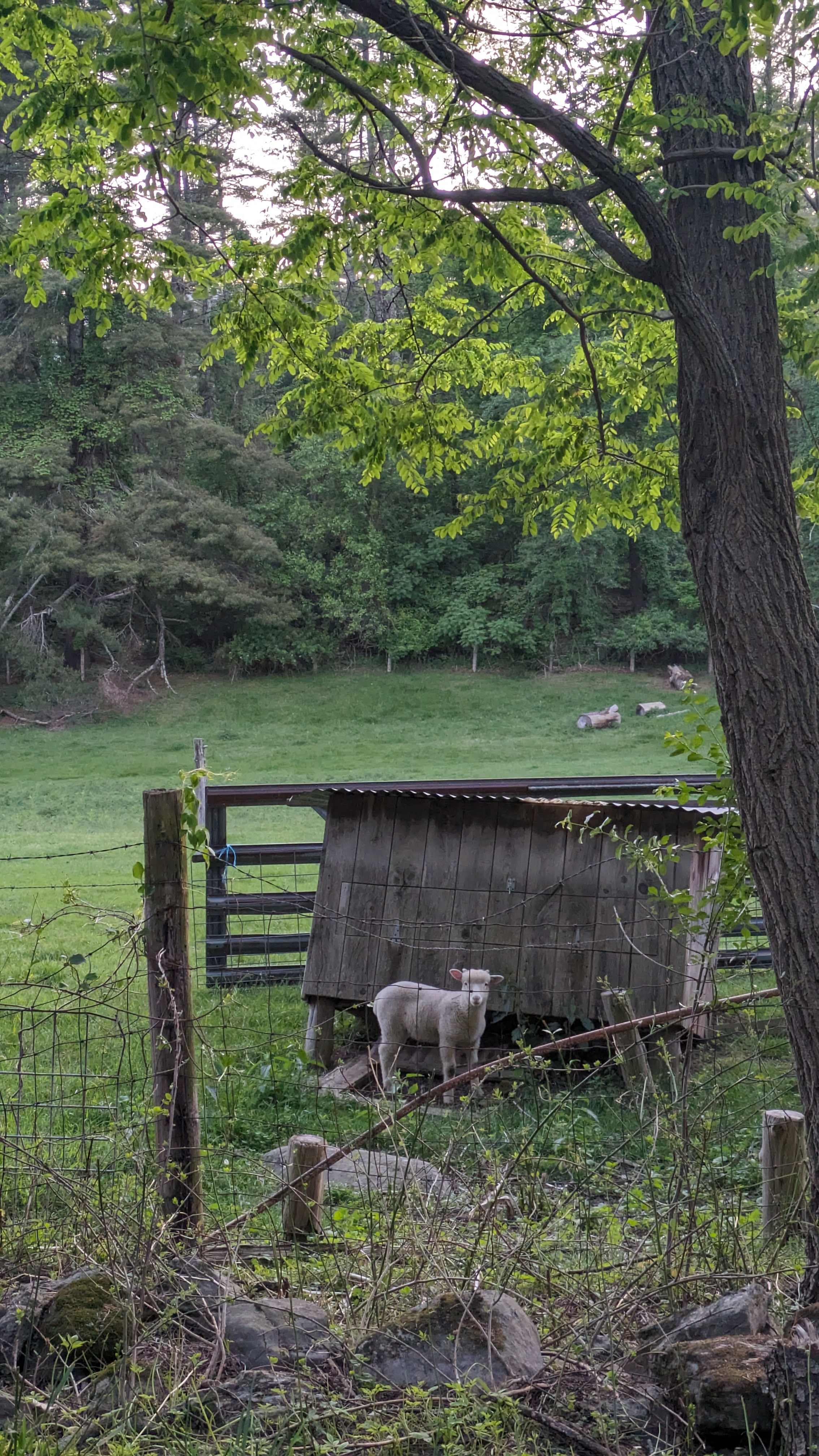 Moon In The Pond Farm