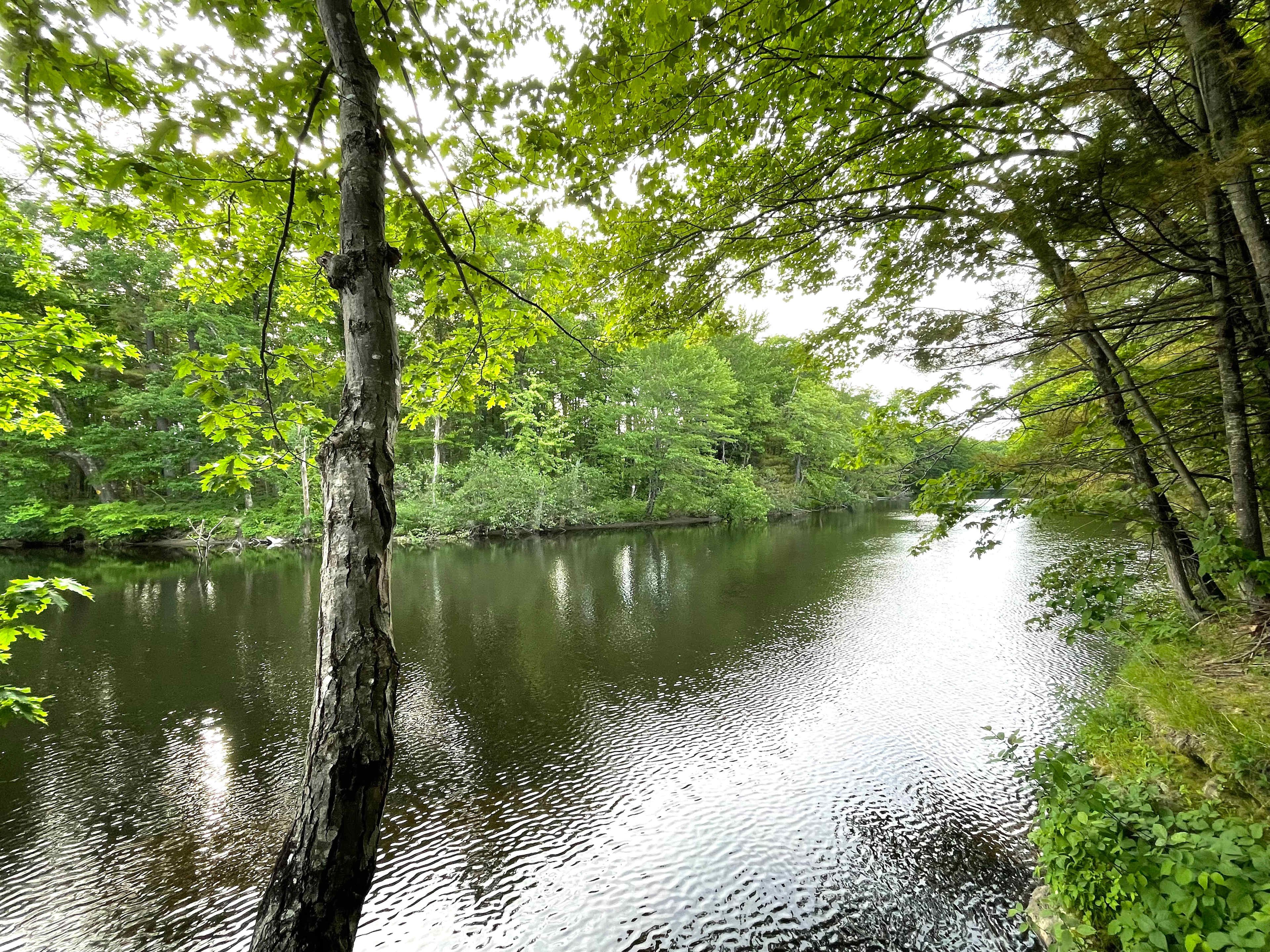 Forest Lakeside Auburn Camping