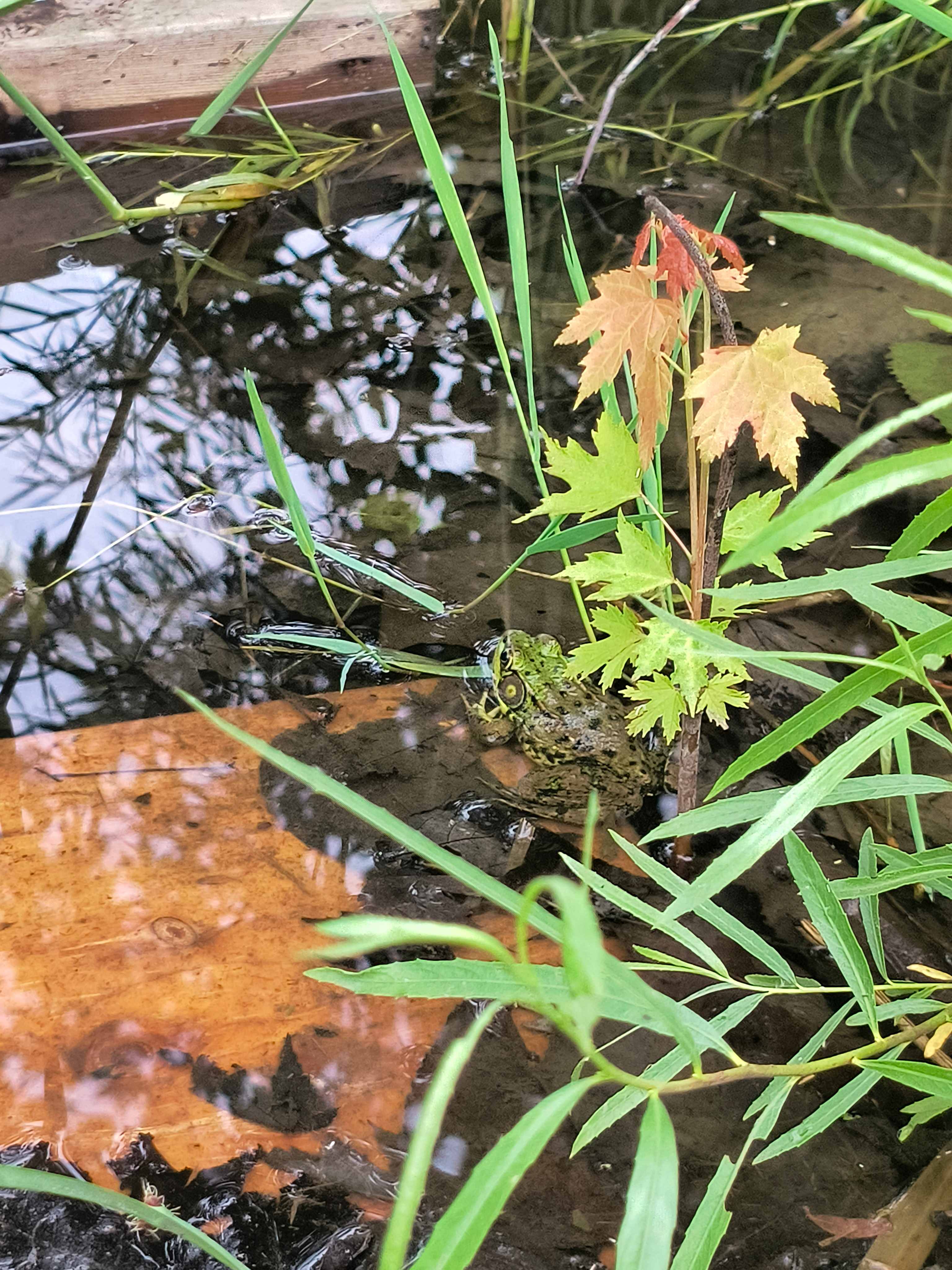 Pond Side Port Rowan