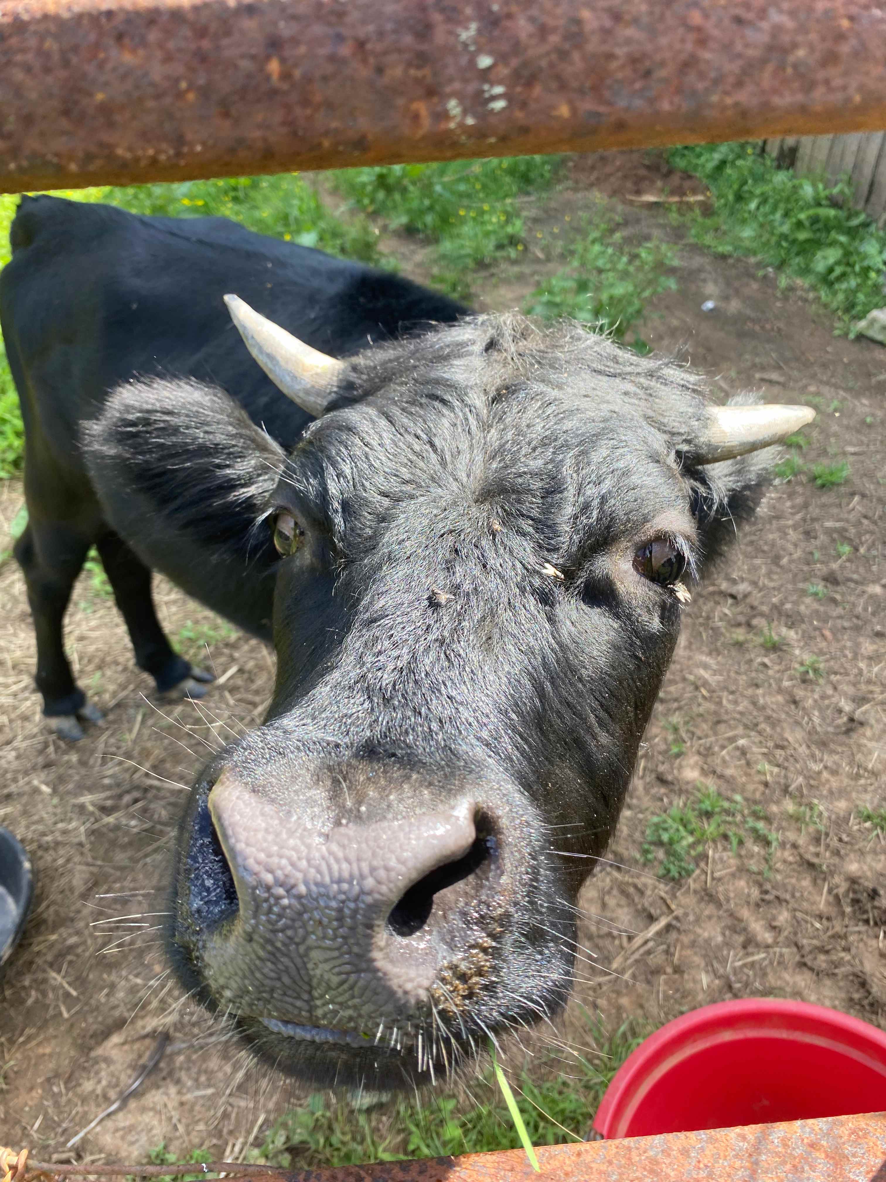 sweetest cow with the sweetest name :)