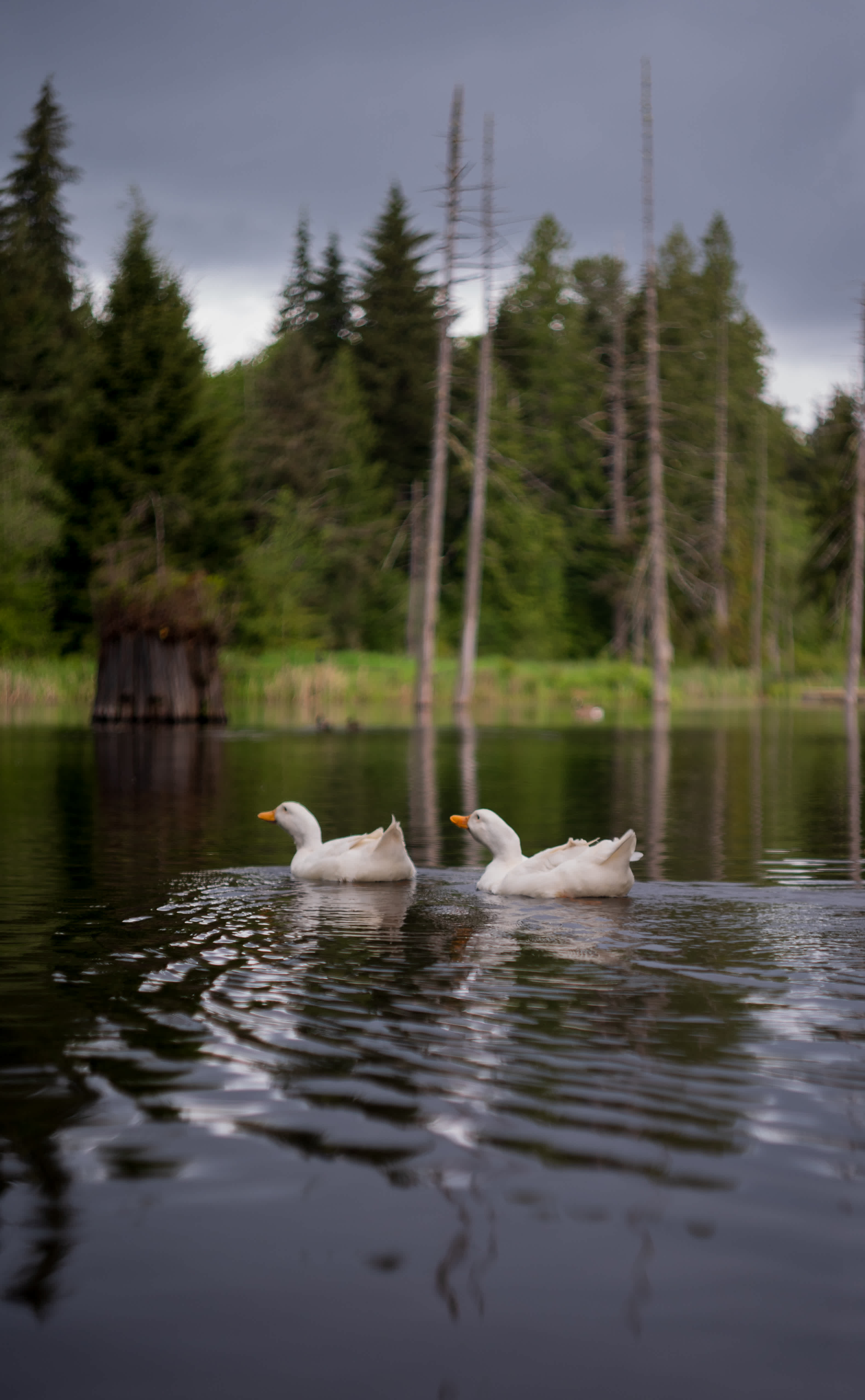 The Landing At Lake Ploenta