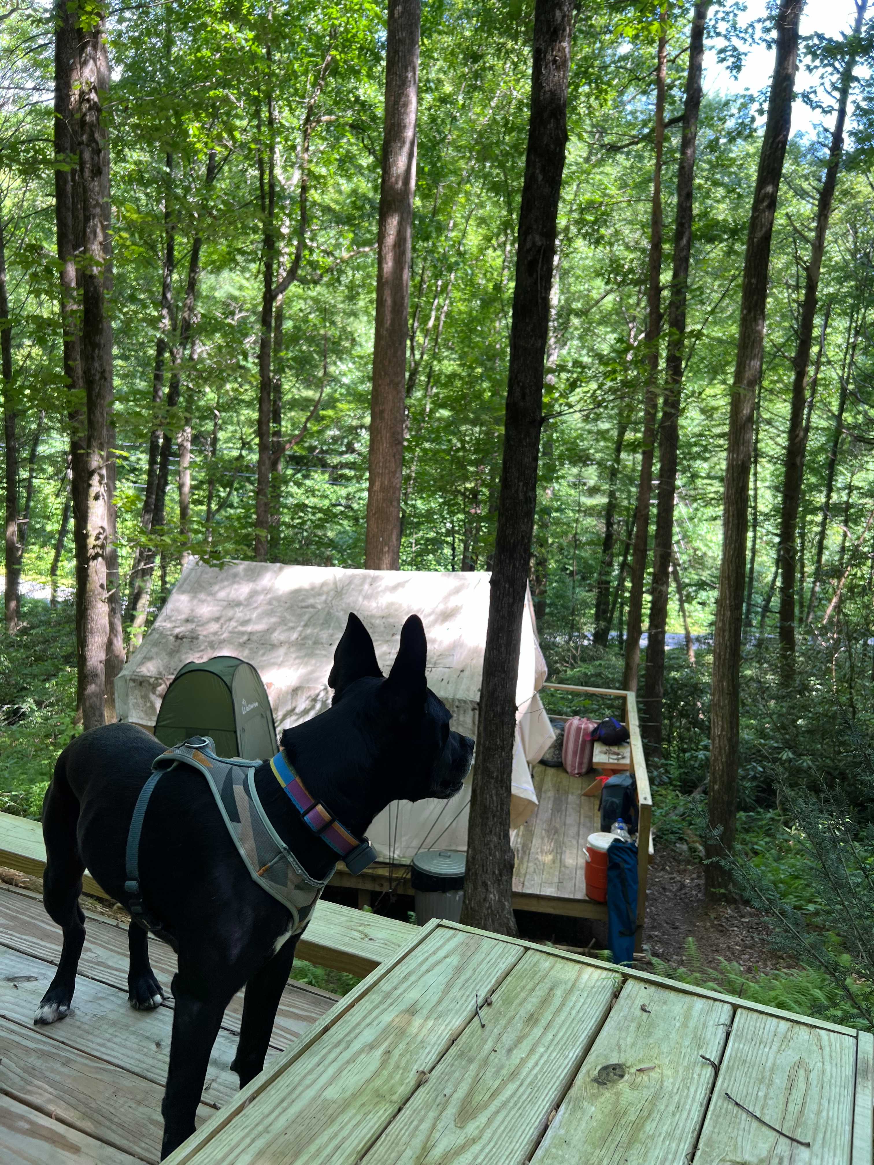 Indigo surveys the view and her domain for the evening 