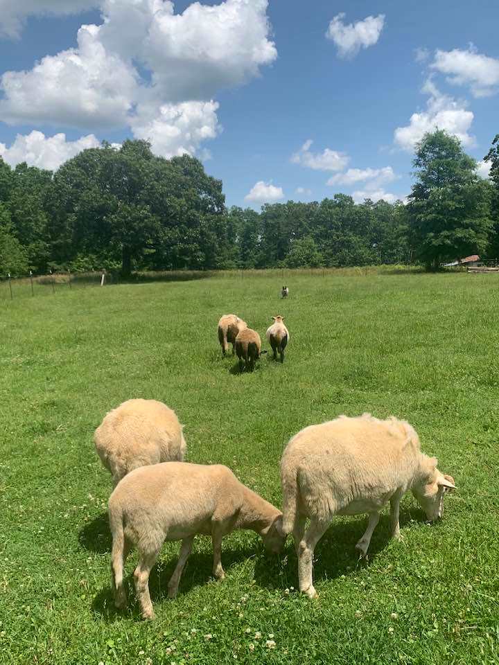 Reckless Raven Farm