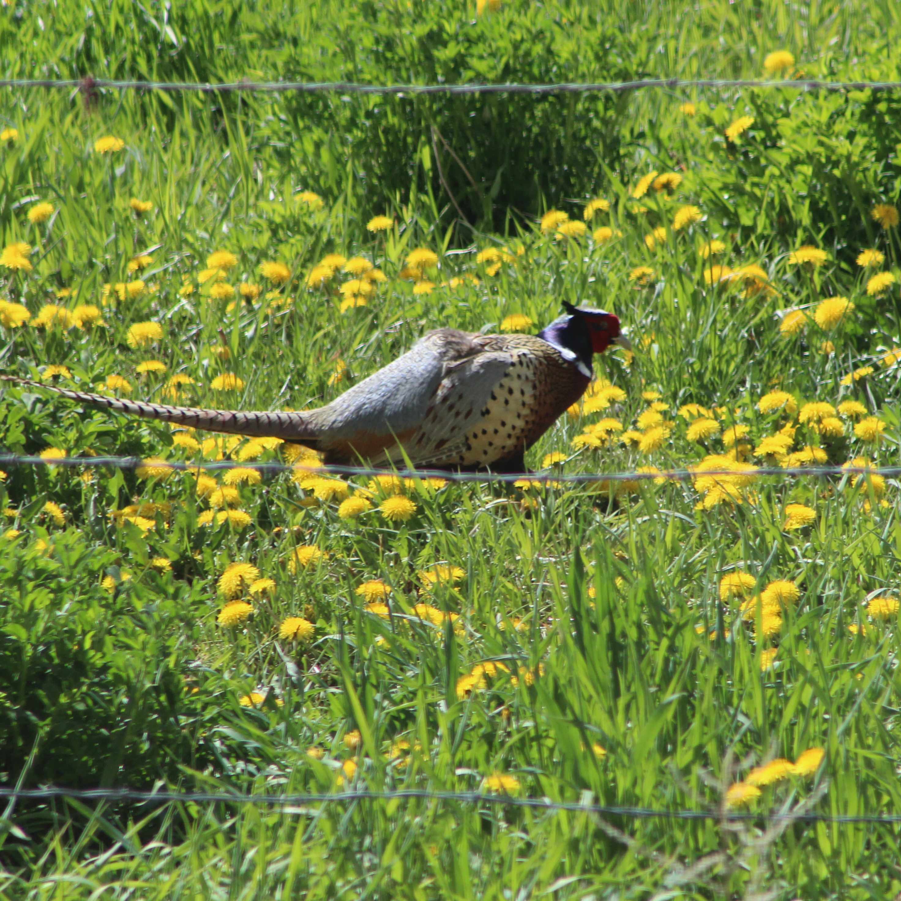 A few times a year, we get to see these beauties pass through the property!