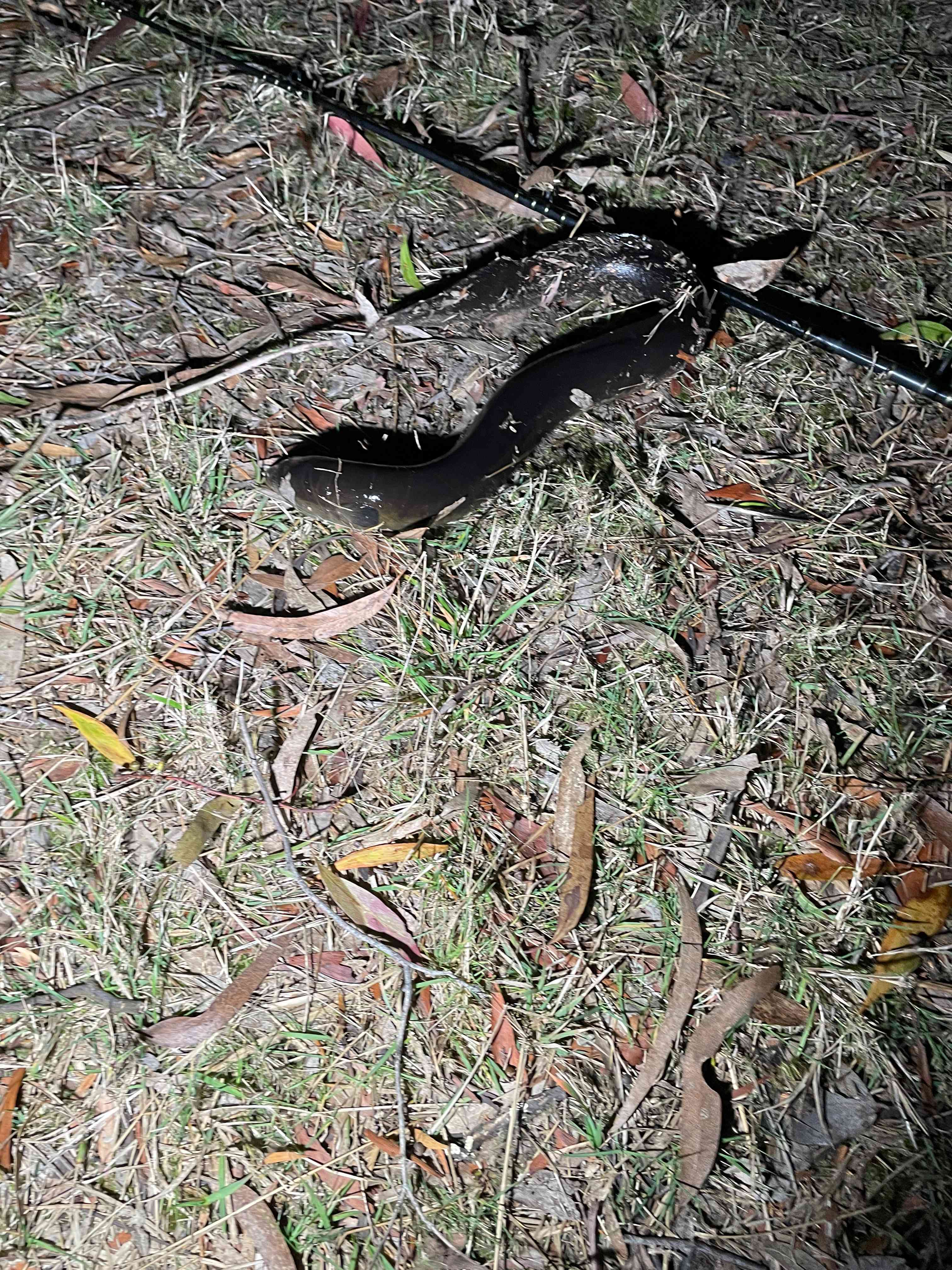 Lancefield Lake's A WETLANDS WONDER