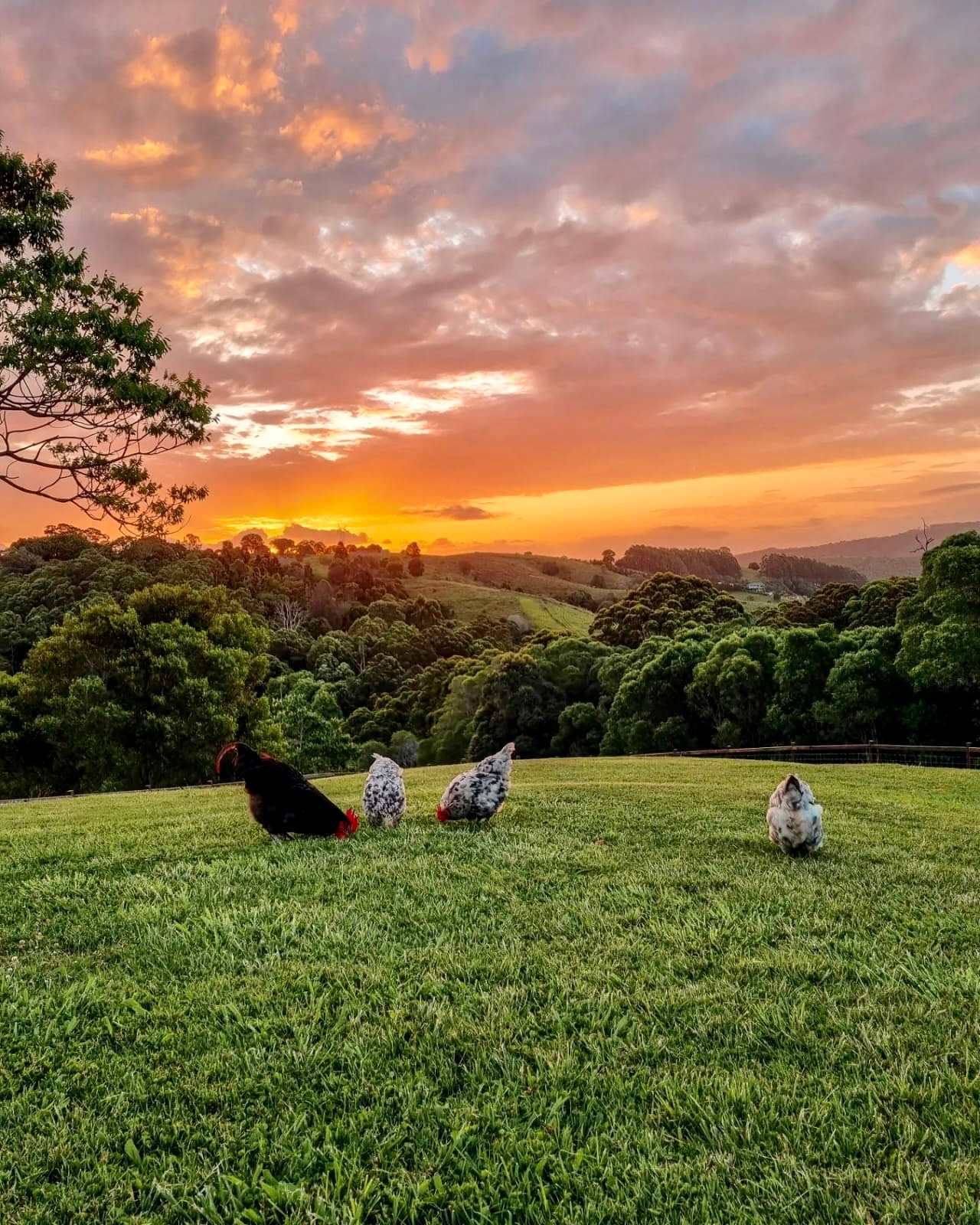 Tranquilvalleynoosa