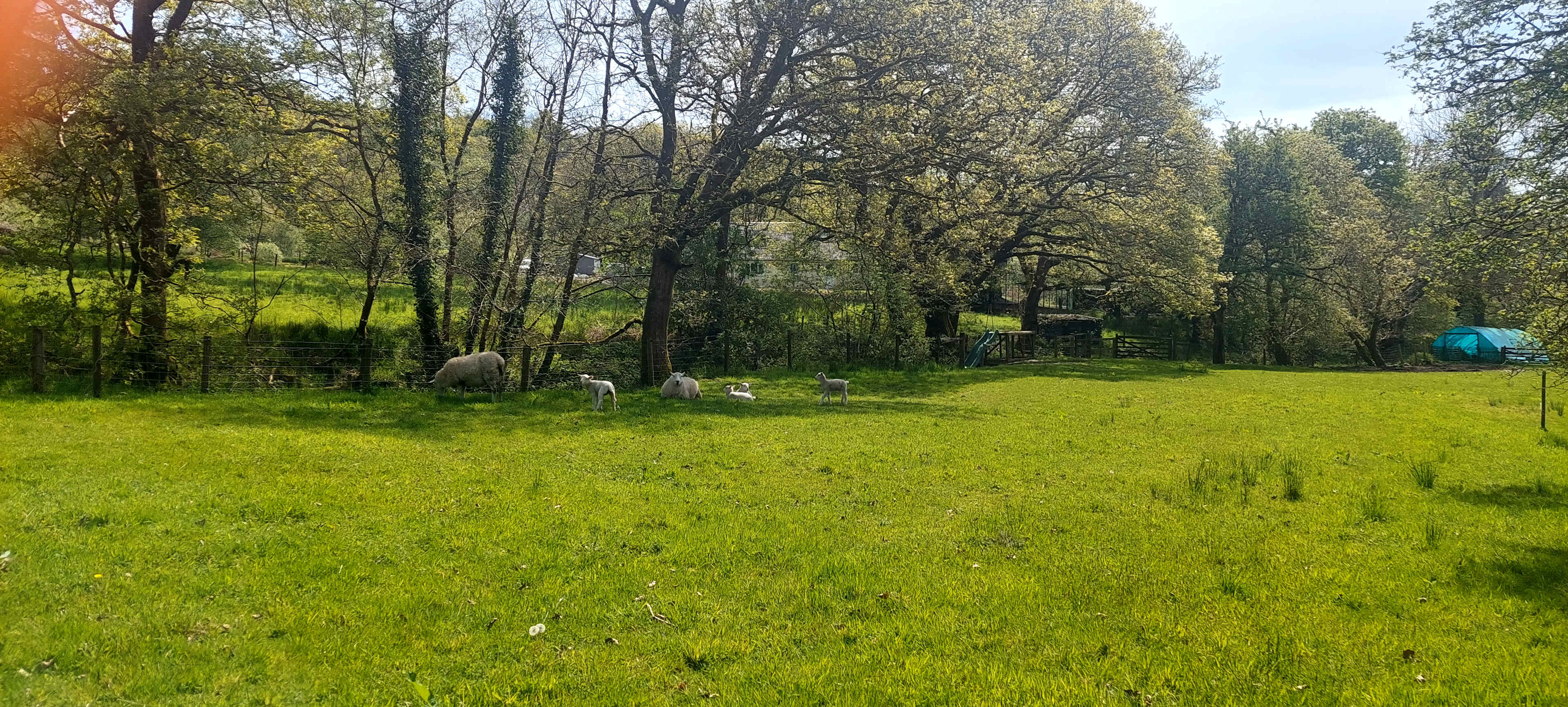 Brechfa Forest Wild Camping
