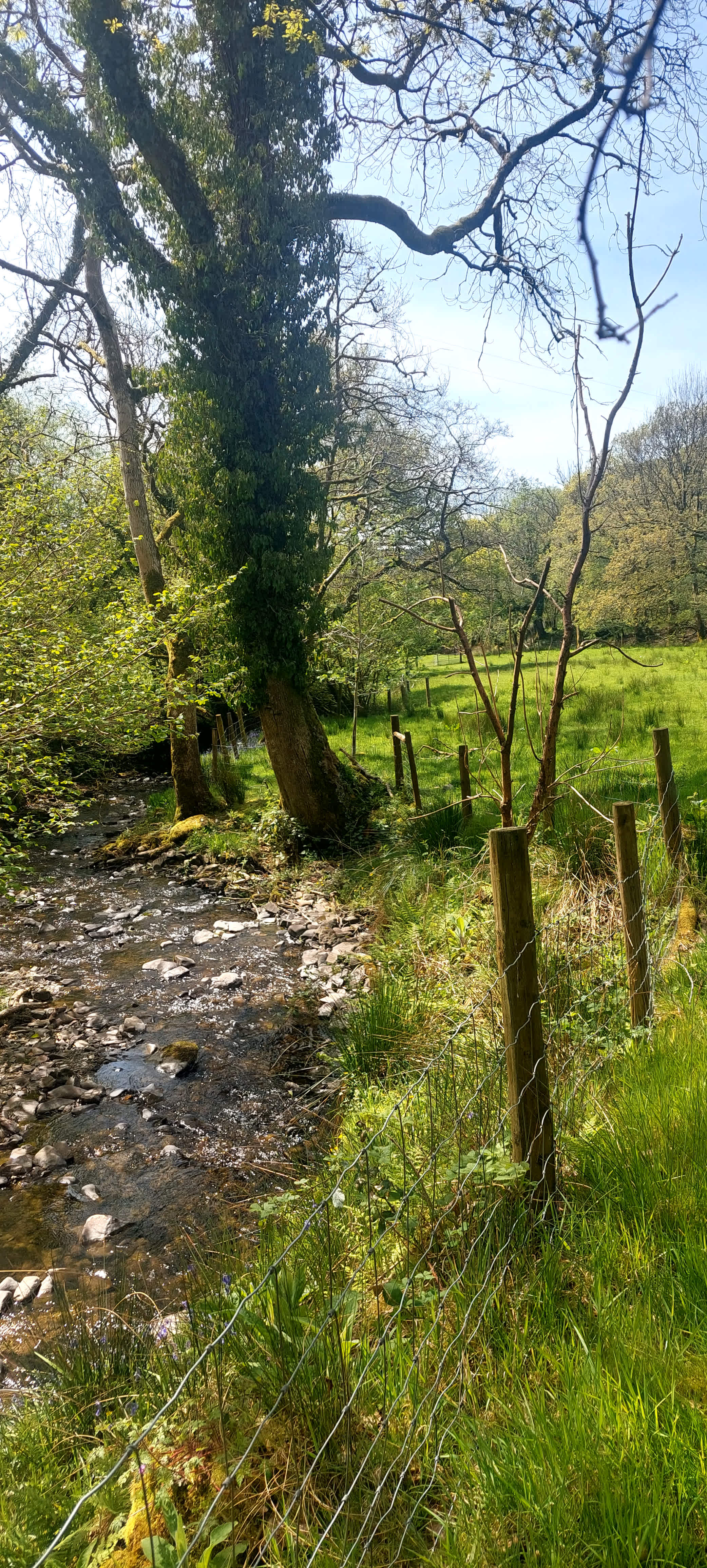 Brechfa Forest Wild Camping