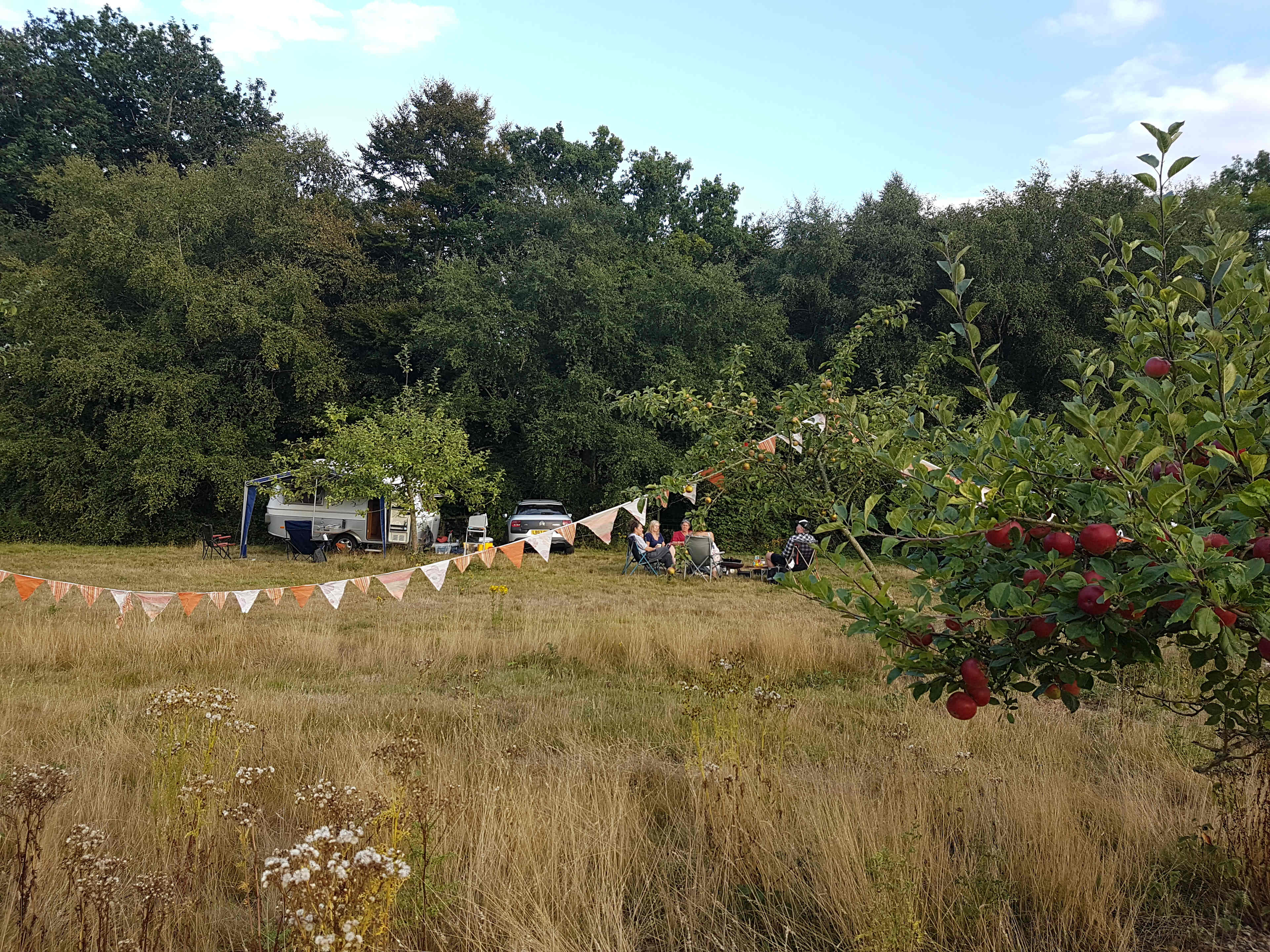 Plum Camping in May Tree Orchard