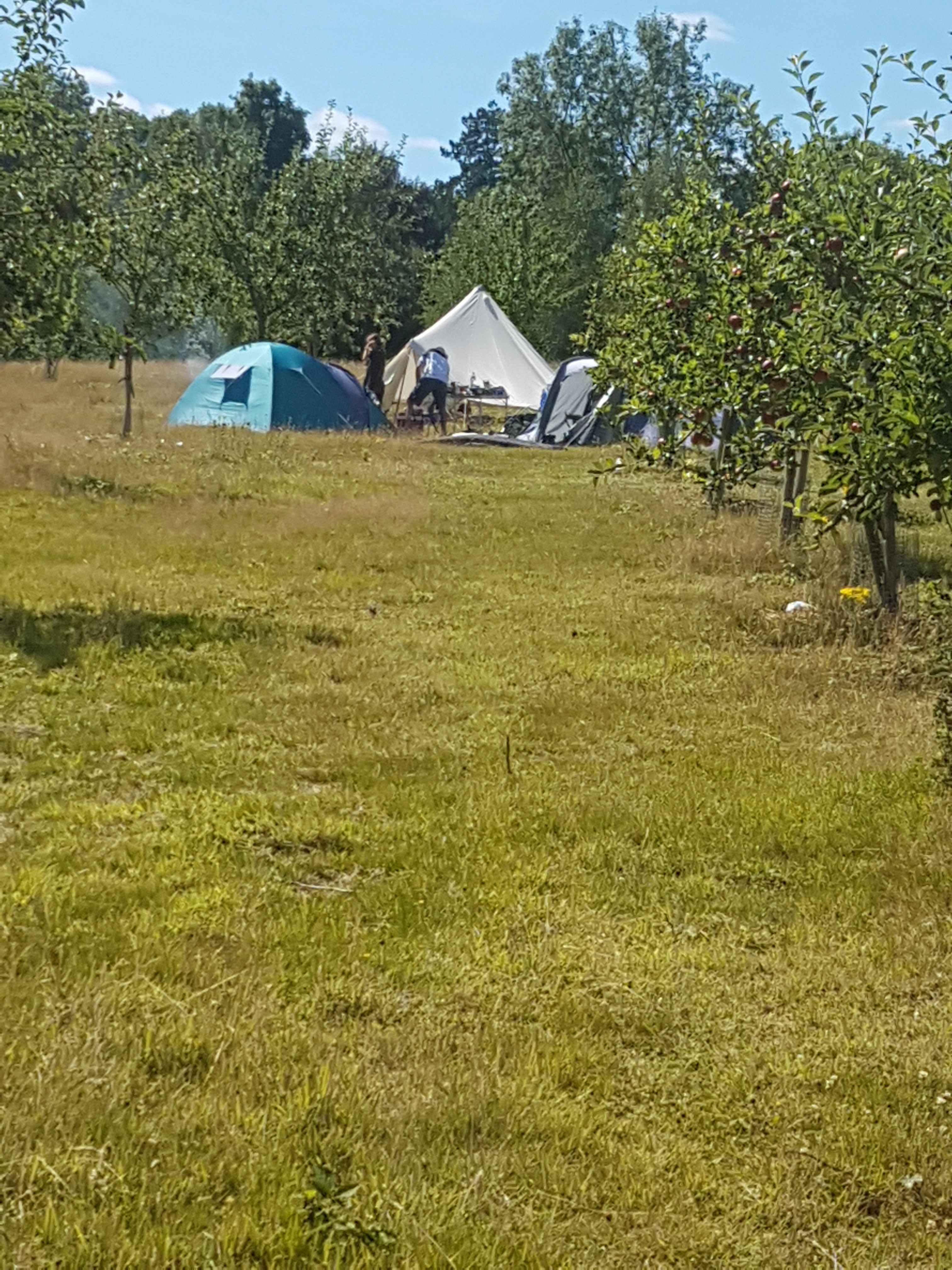Plum Camping in May Tree Orchard