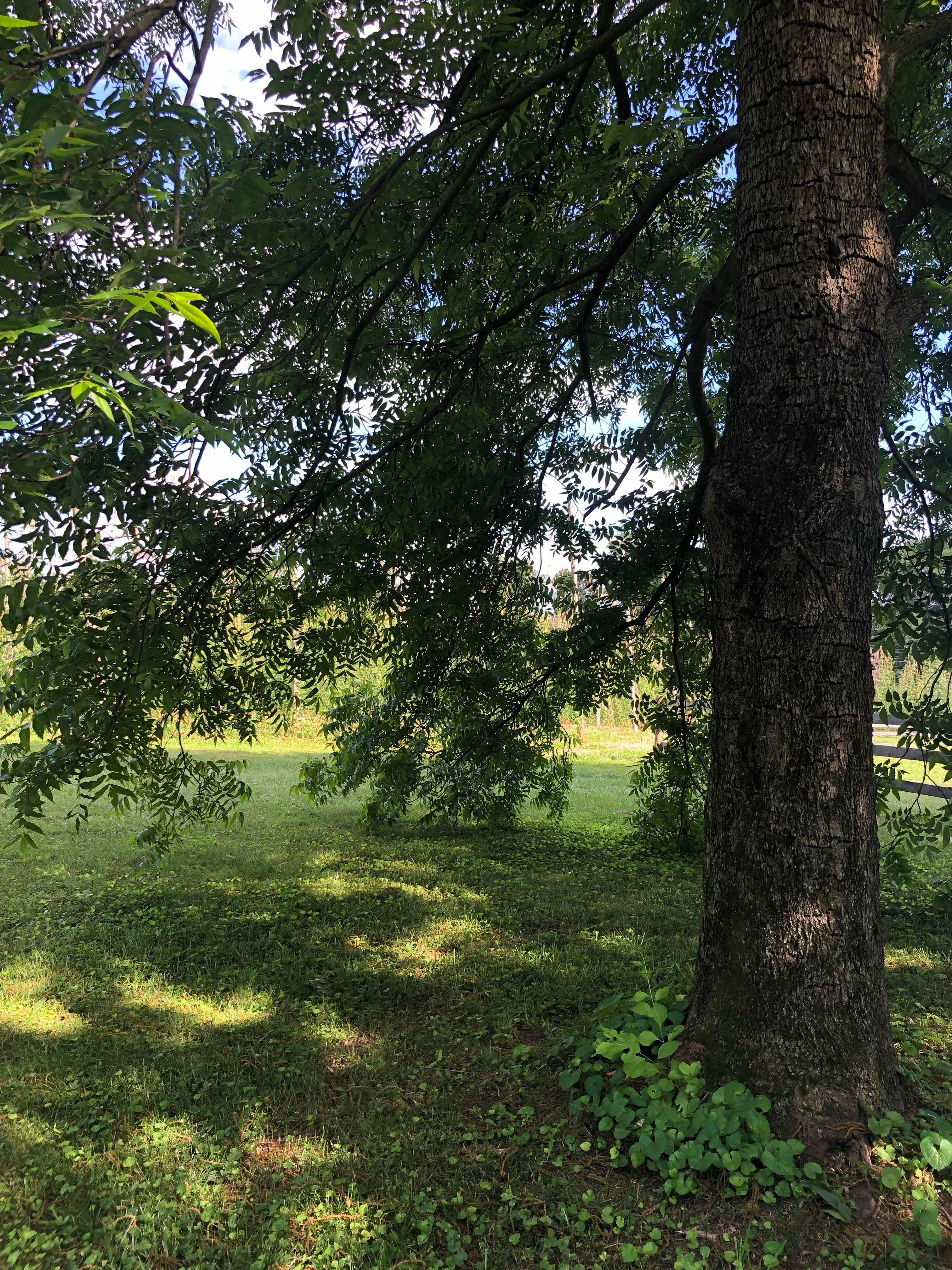 Black Locust Hops Farm Brewery