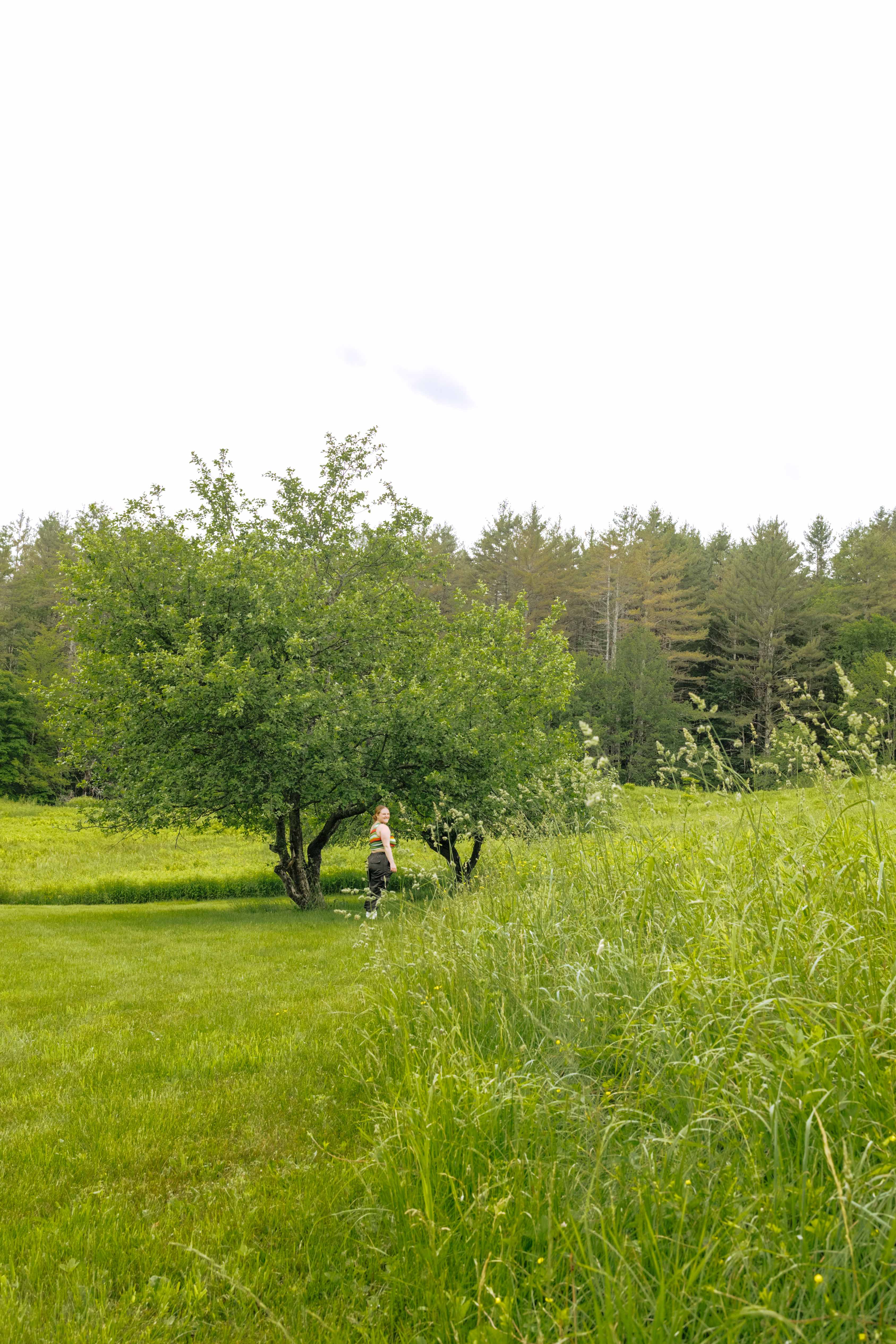 In the fall these trees will be filled with apples to pick. 