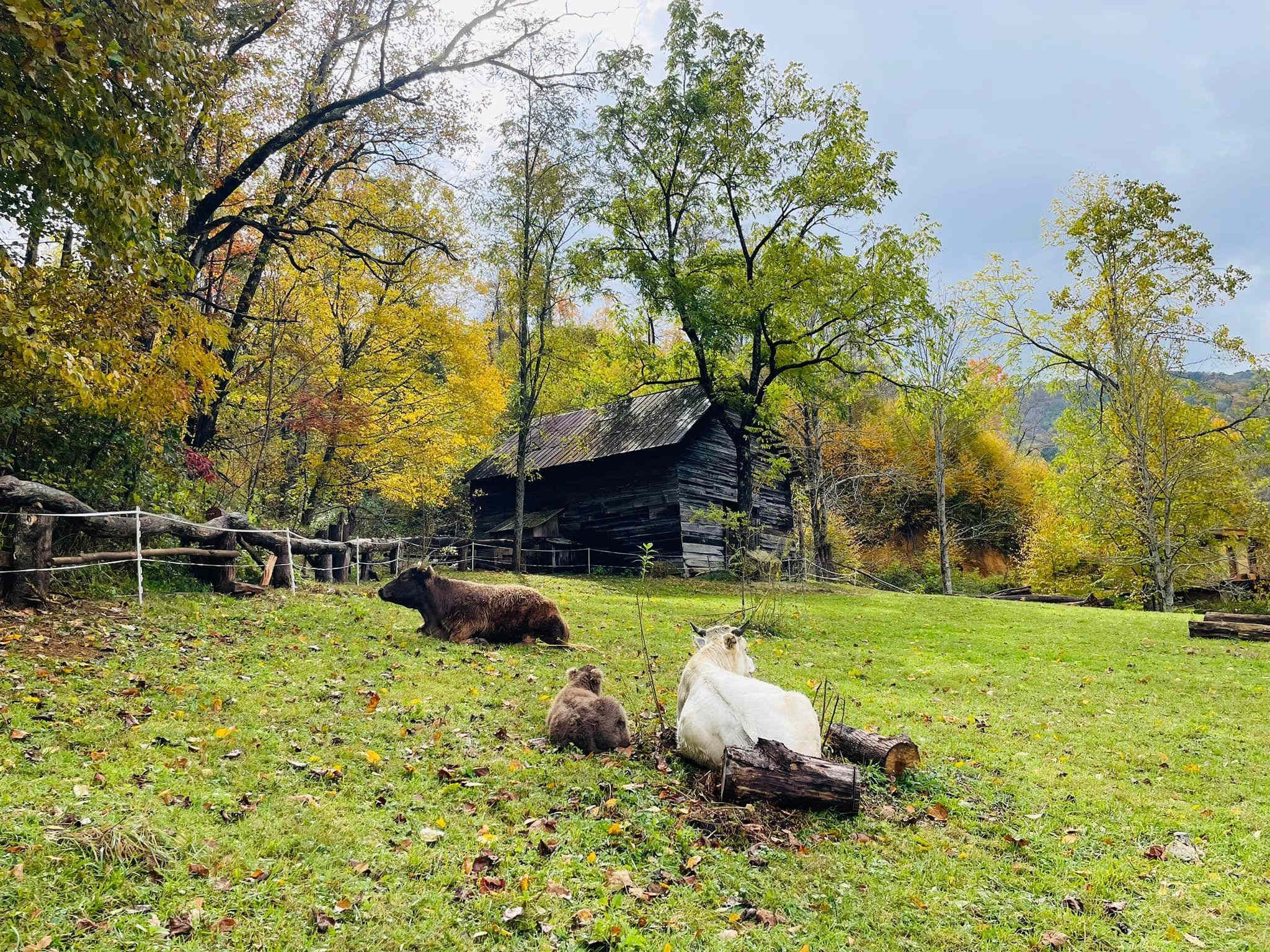 Little Bodhi Creek Farm Stay
