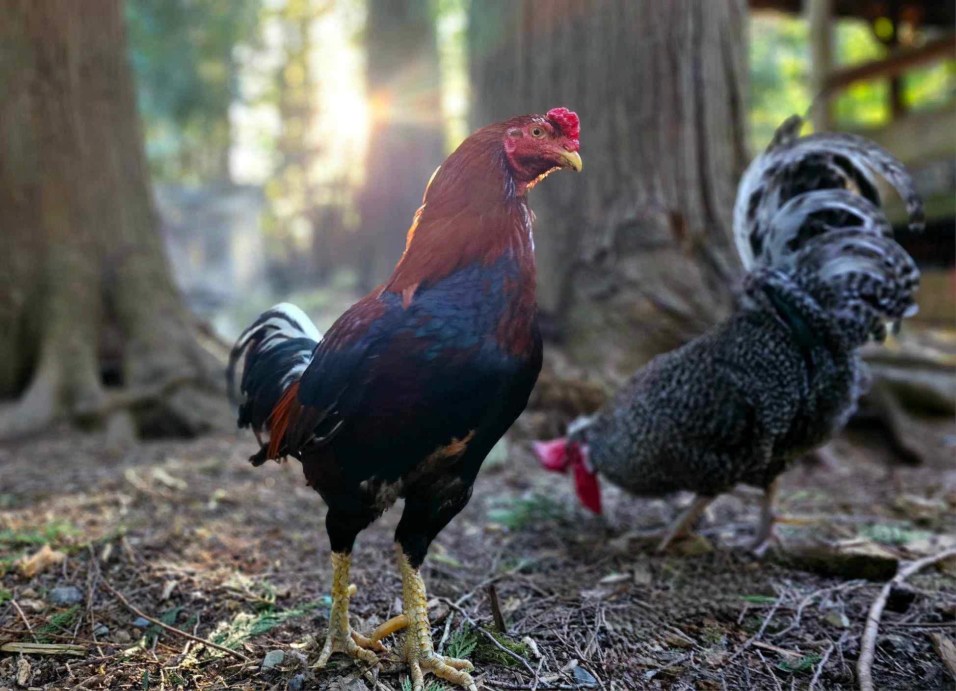 Rooster Haus Rescue