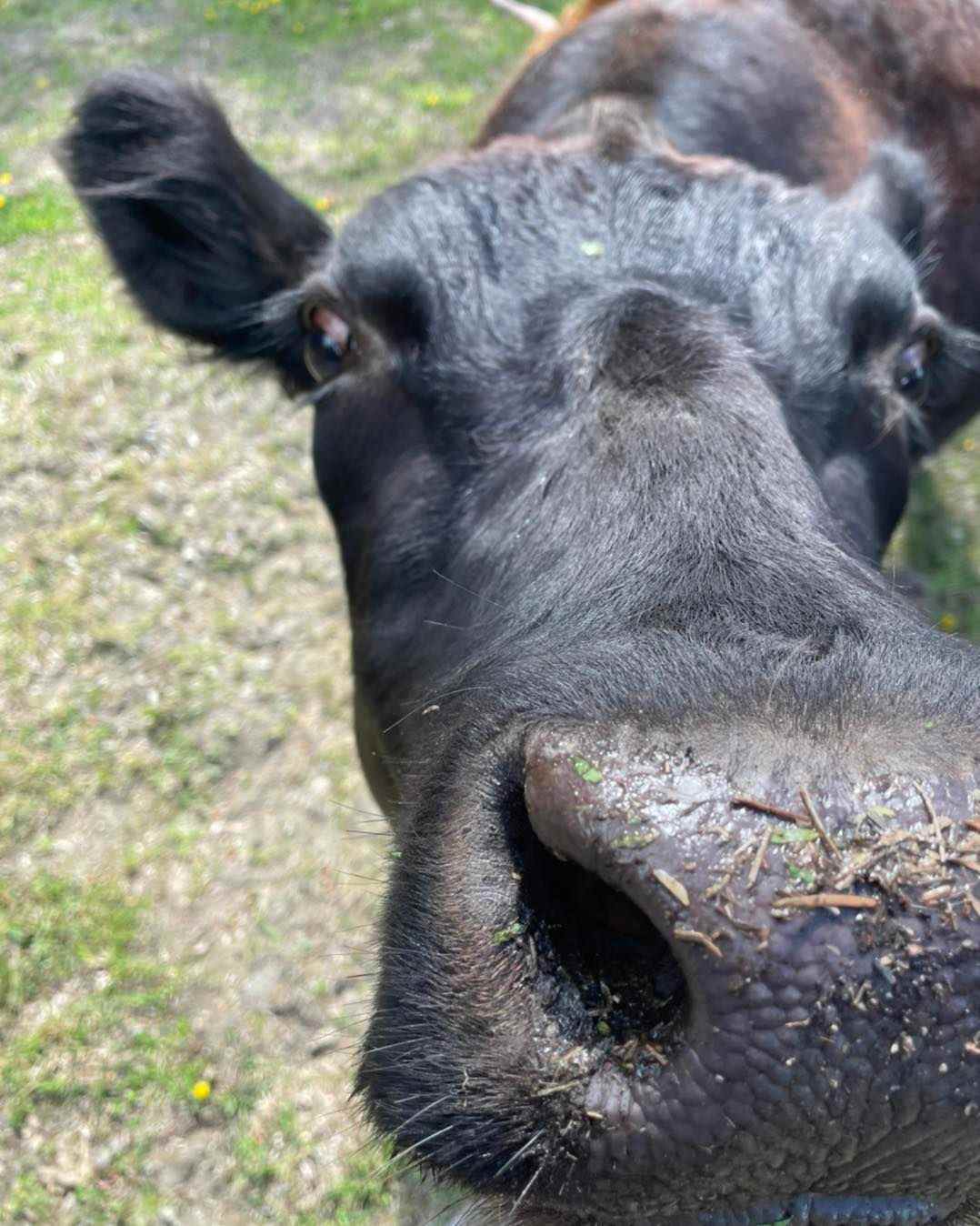 Ellison Funny Farm