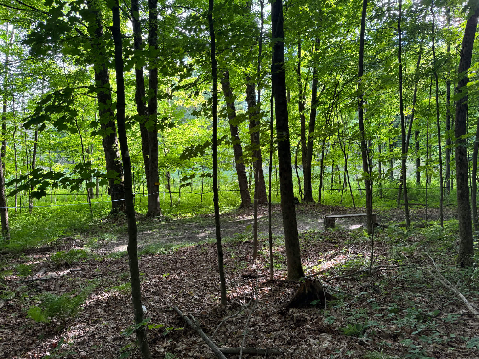 Lady Slipper is a big clear patch in the woods next to our wetland.  The maple saplings provide ample shade even on the hottest days.  The site is 50 feet from parking, flat easy walk.  