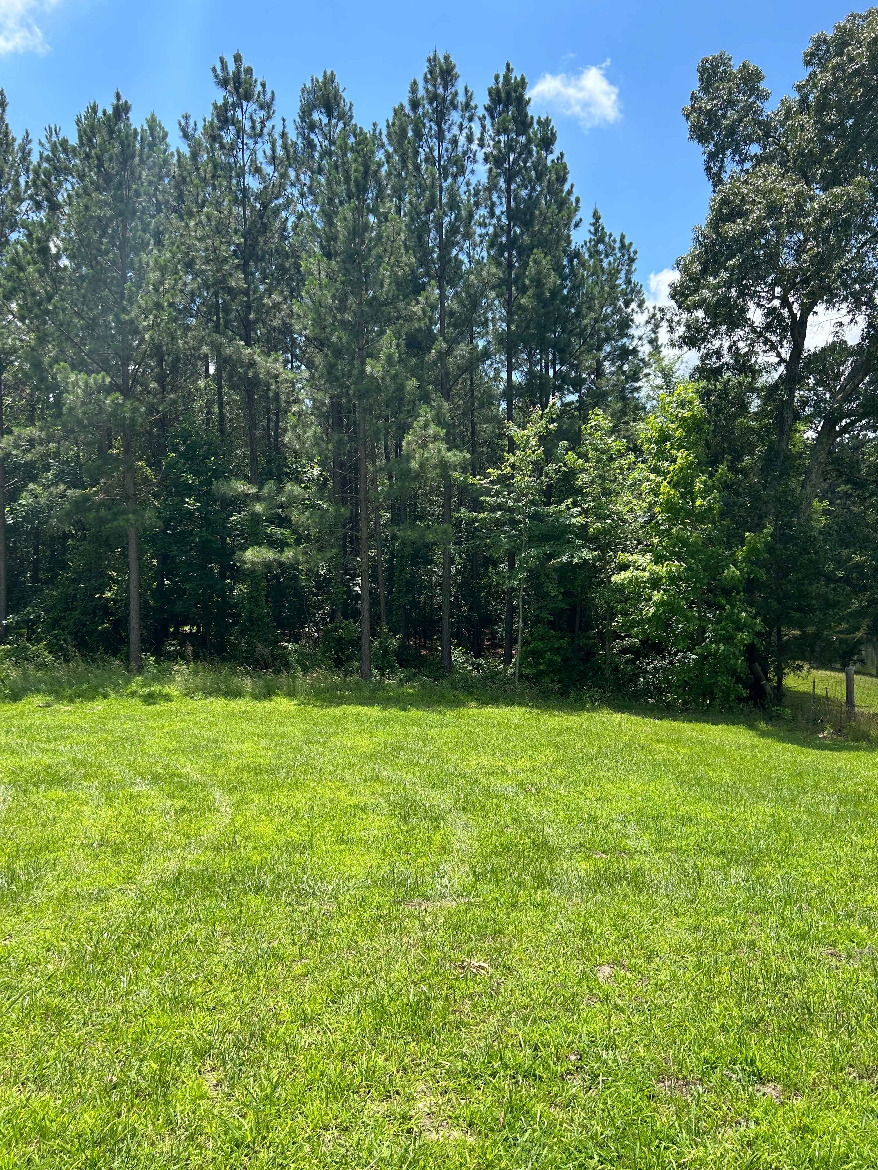 View of forest from site