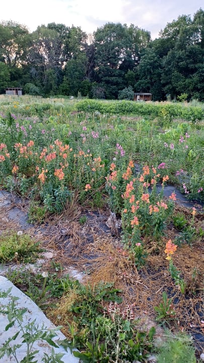Black Sheep Flower Farm