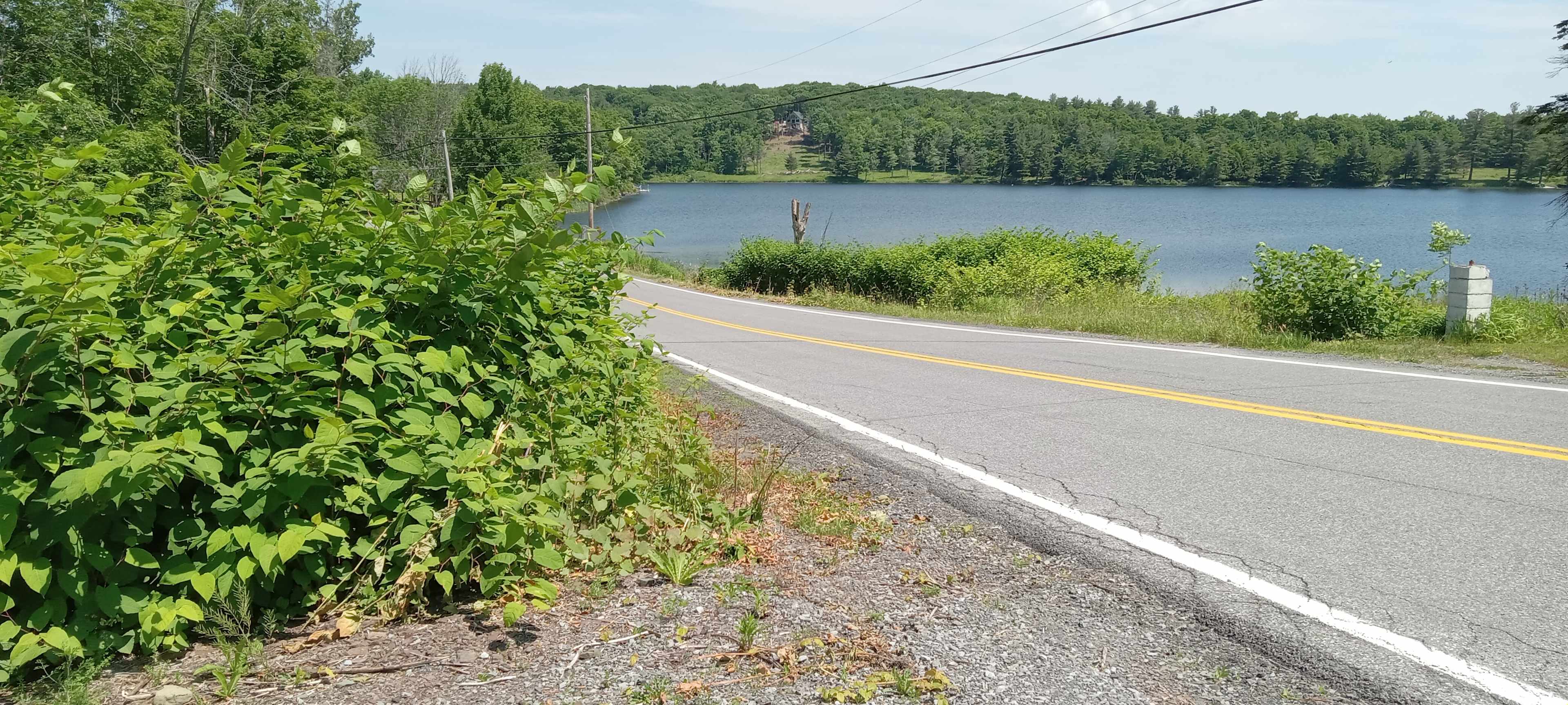 Triangle Lake Campsites