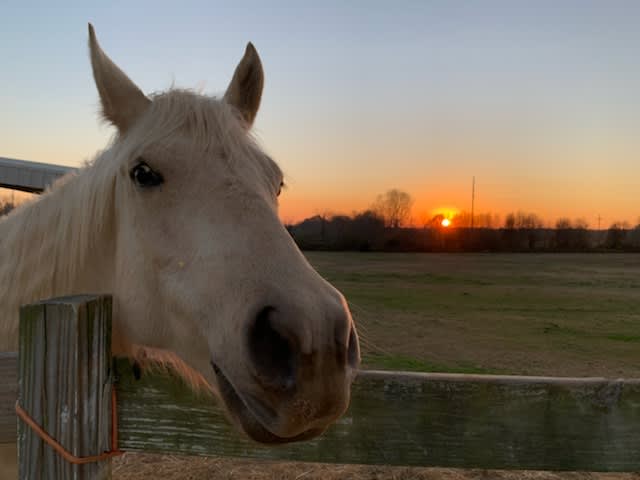 Liberty Stables Private Escape