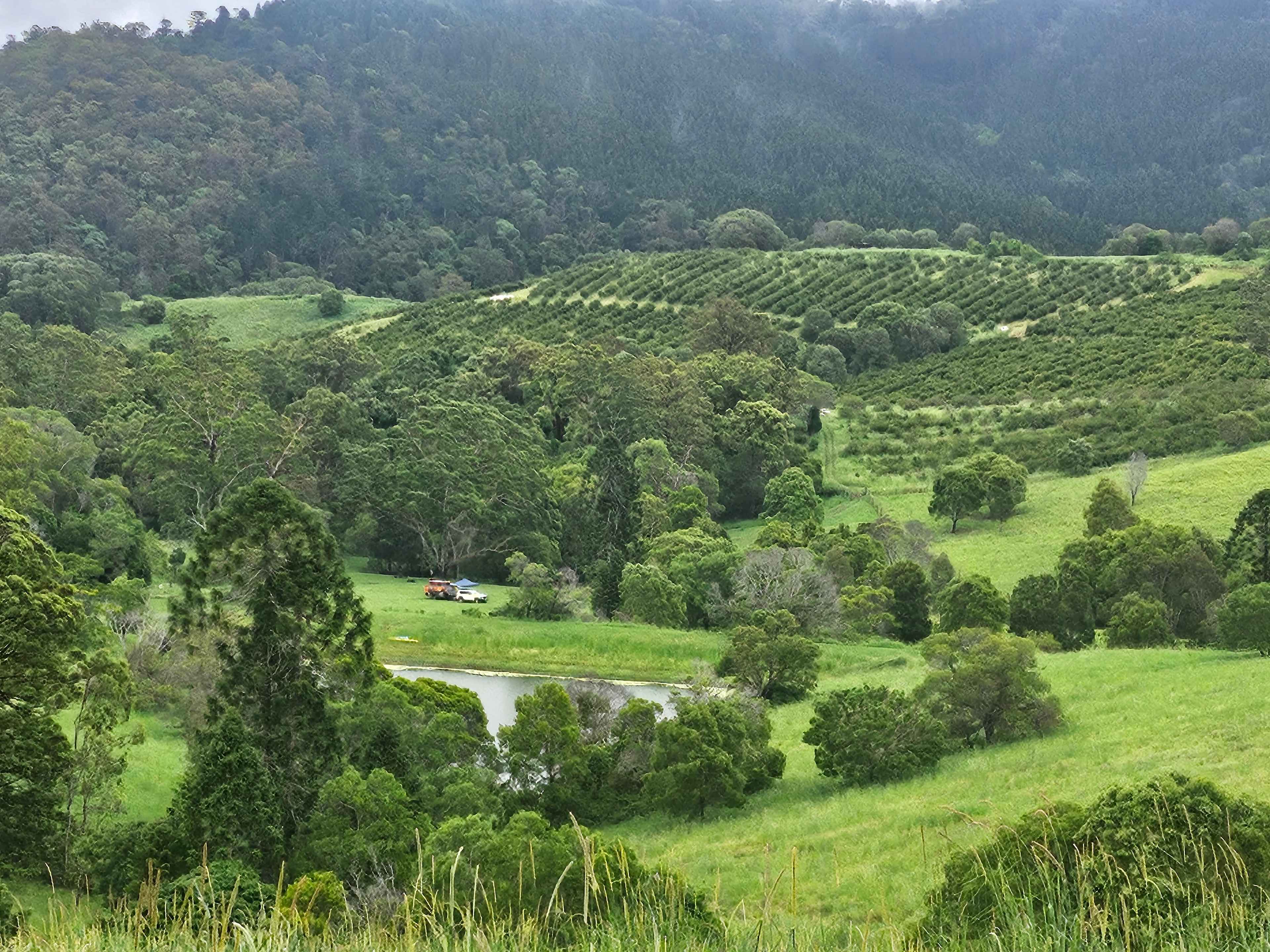 Bunya Grove