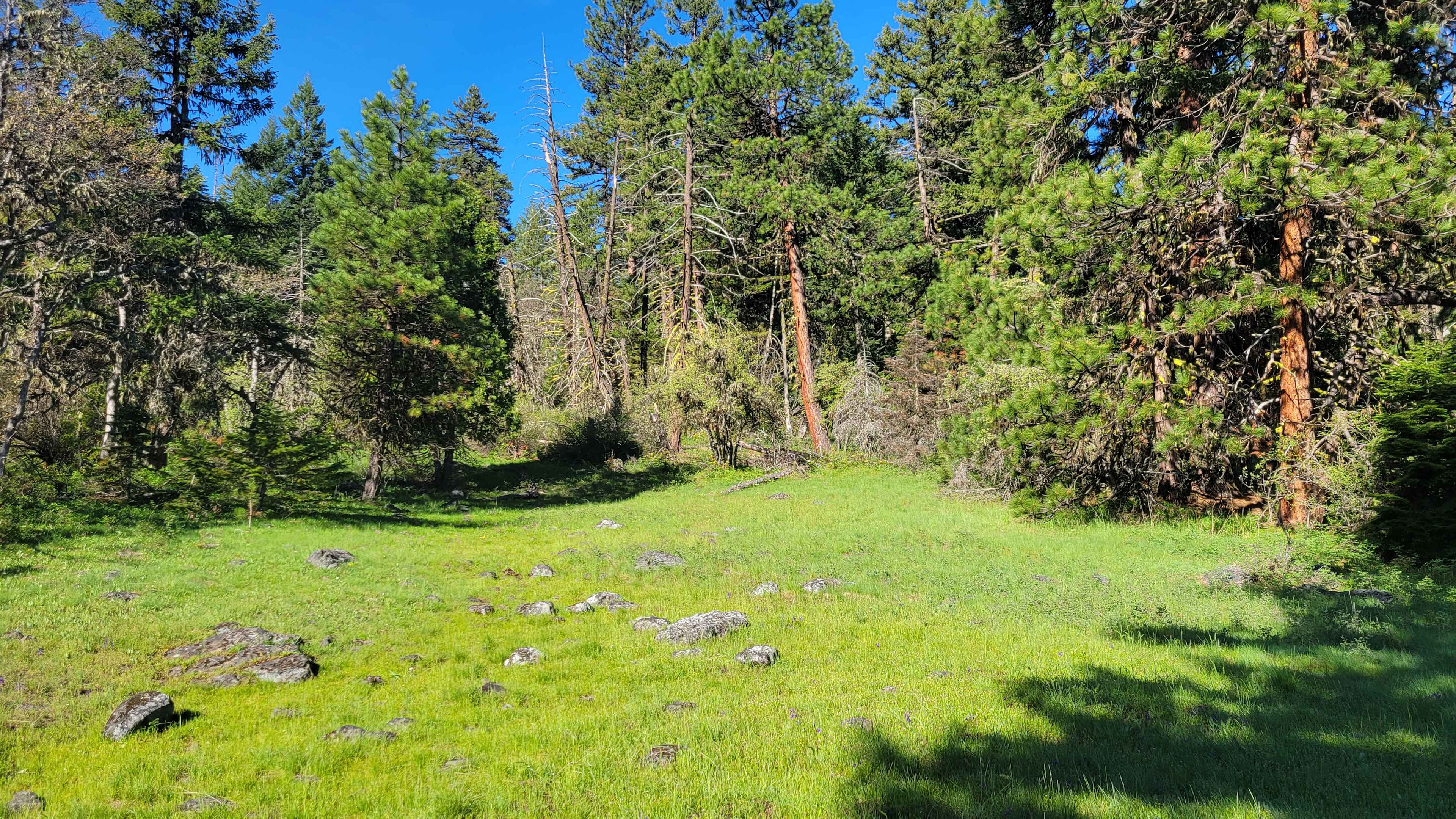 Hyatt Meadows - Pacific Crest Trail