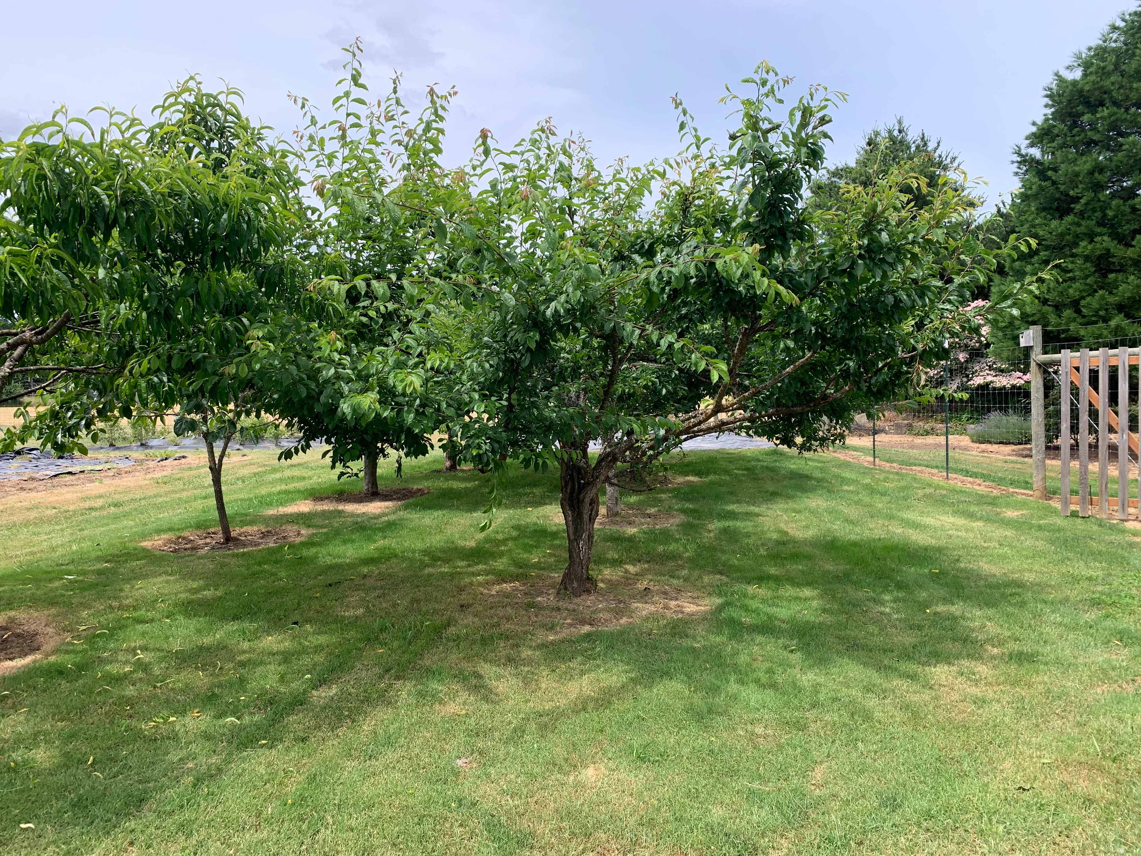 Garden of Eaton