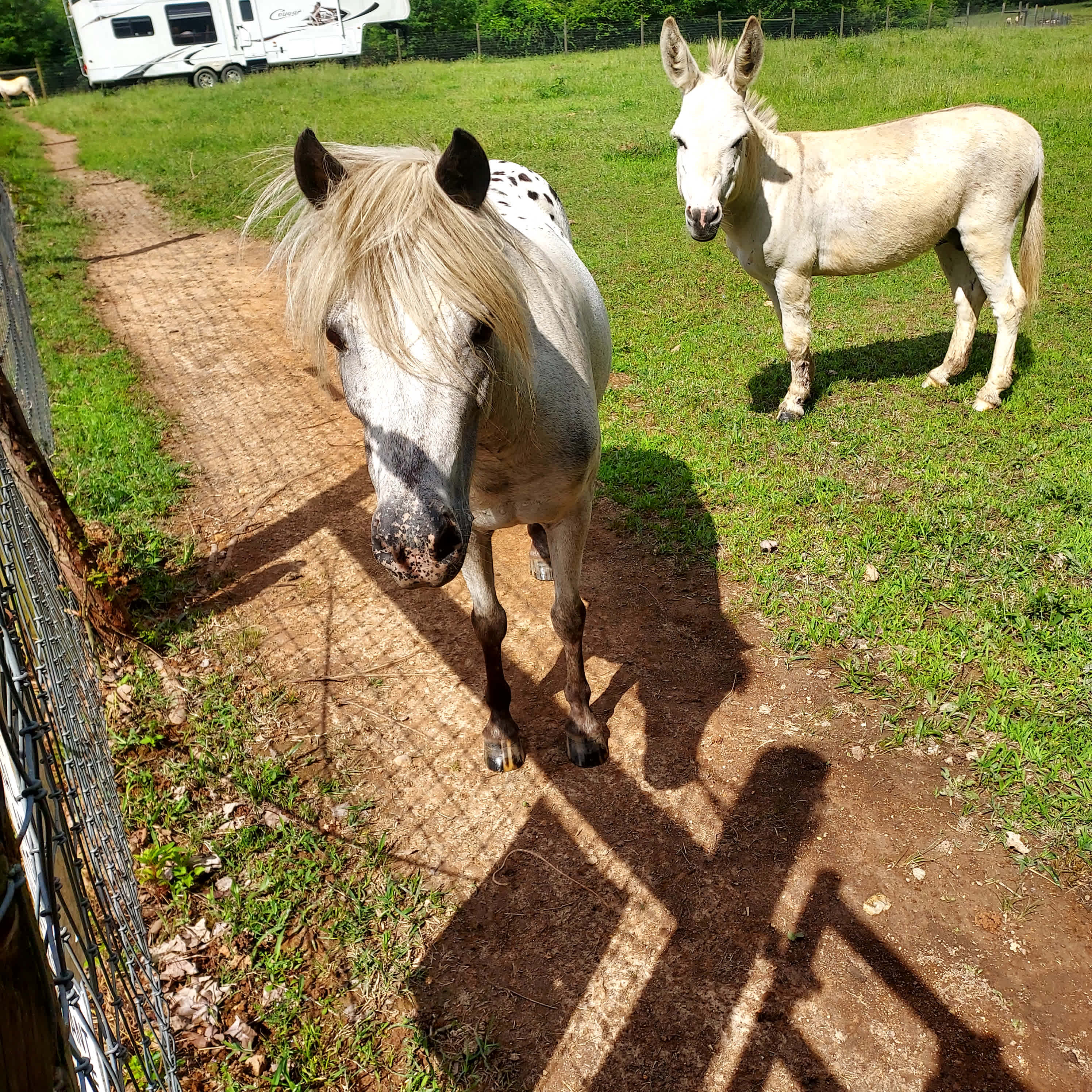 Shadowood Acres