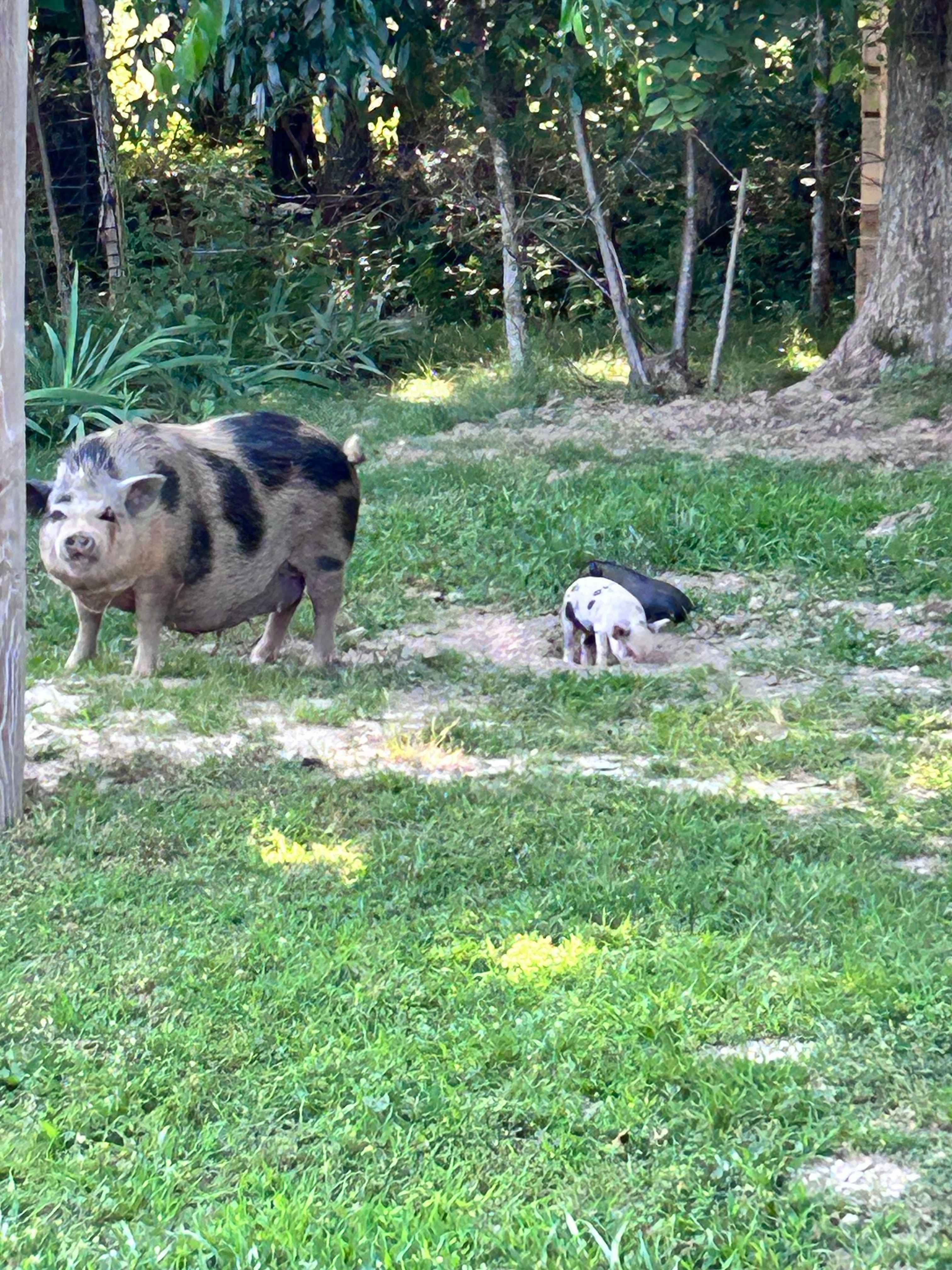 Misfit Acres at Kind Rebellion Farm