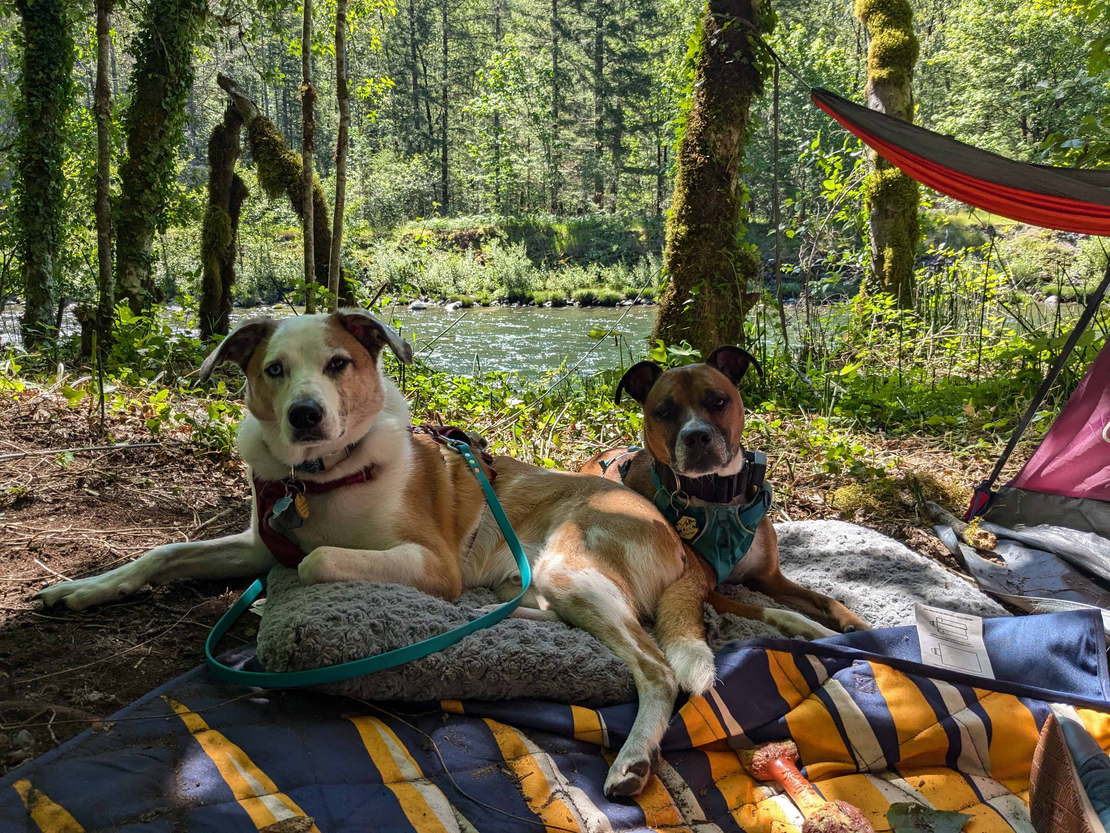 Mt. Hood Enchanted Forest