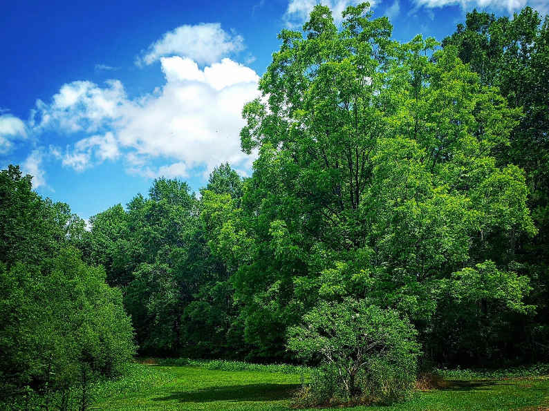 Smoky Bottom Farms