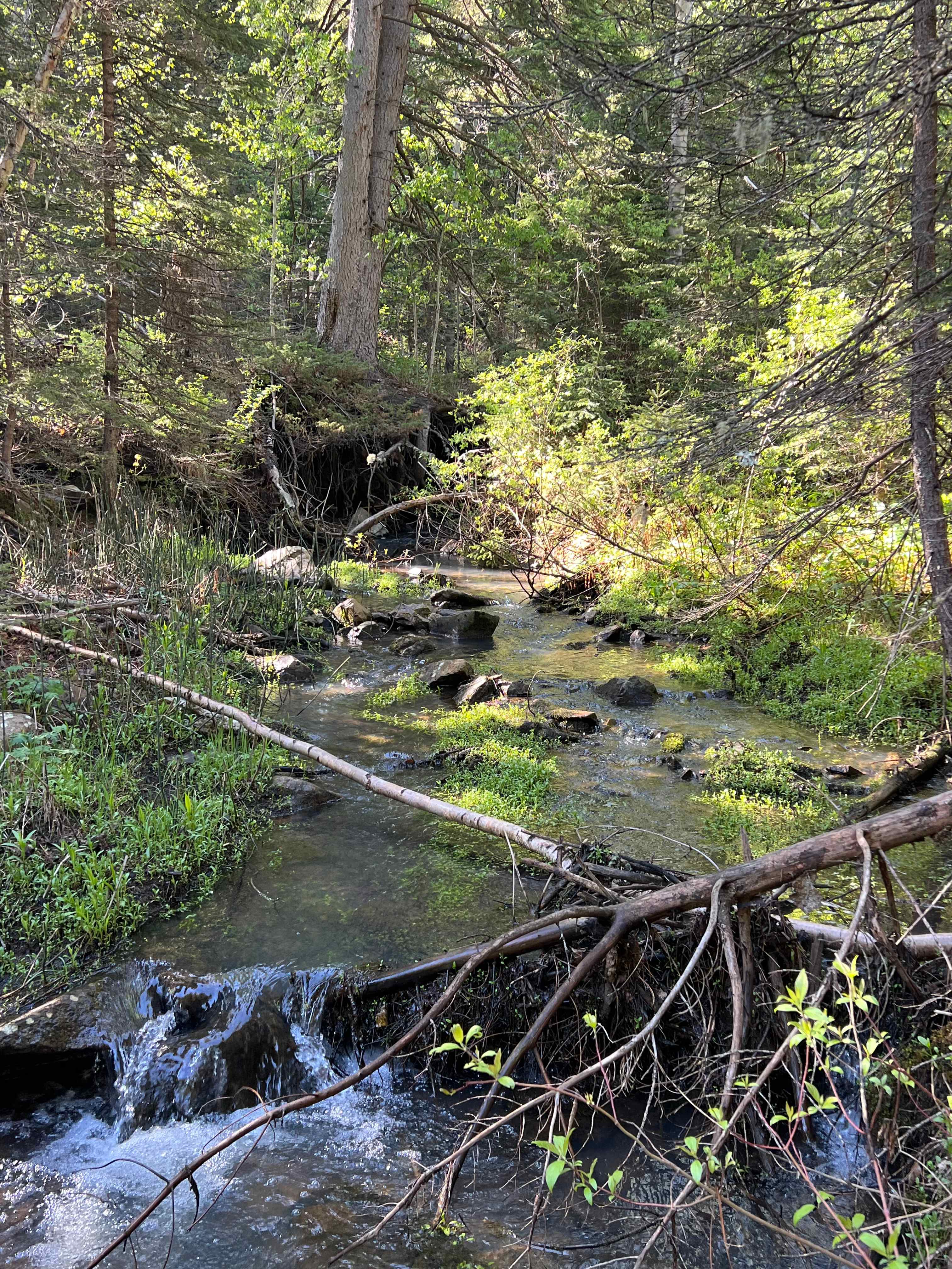 Eagle Lode