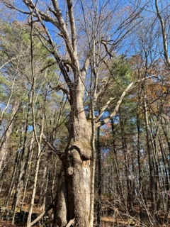 Woodland Sanctuary In Western Mass