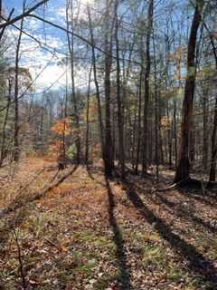 Woodland Sanctuary In Western Mass